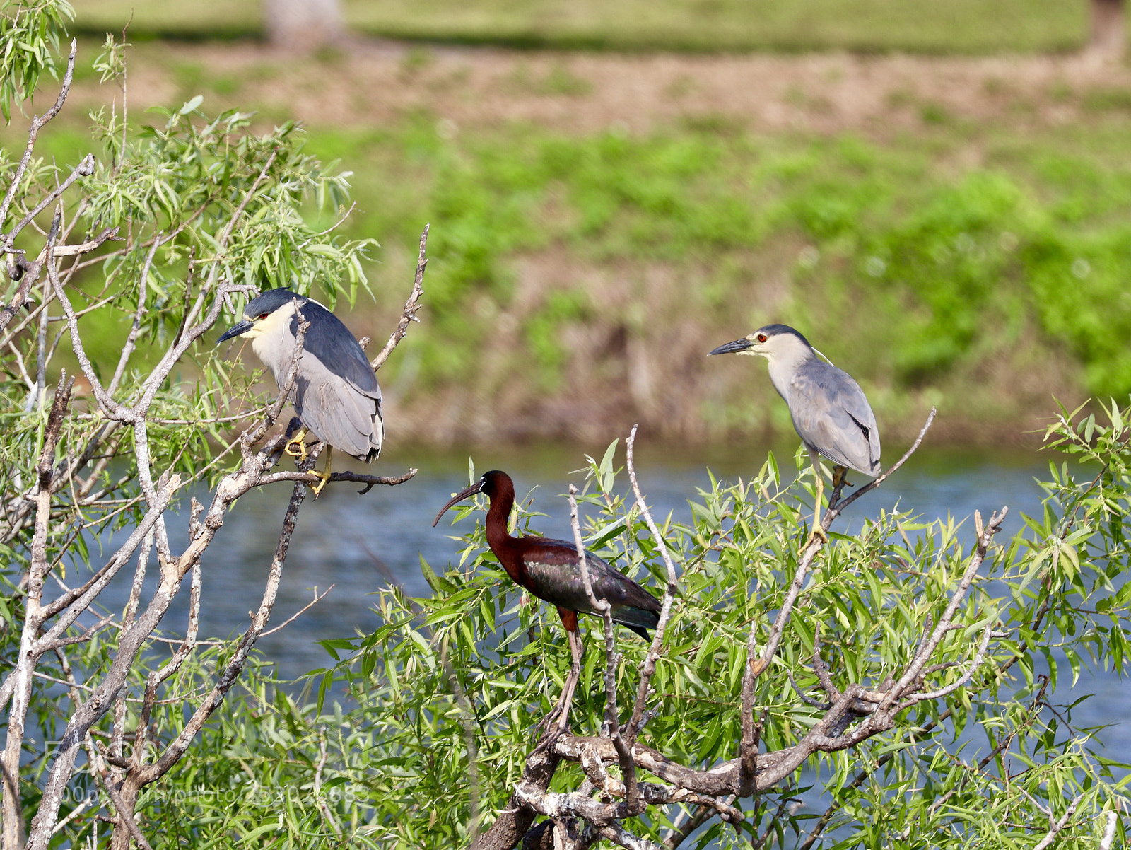Canon EOS 80D sample photo. Black-crowned night heron and photography