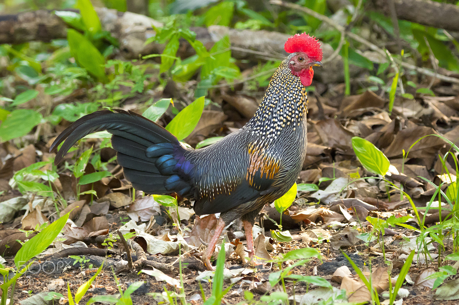 Canon EOS 80D sample photo. Grey jungle fowl photography