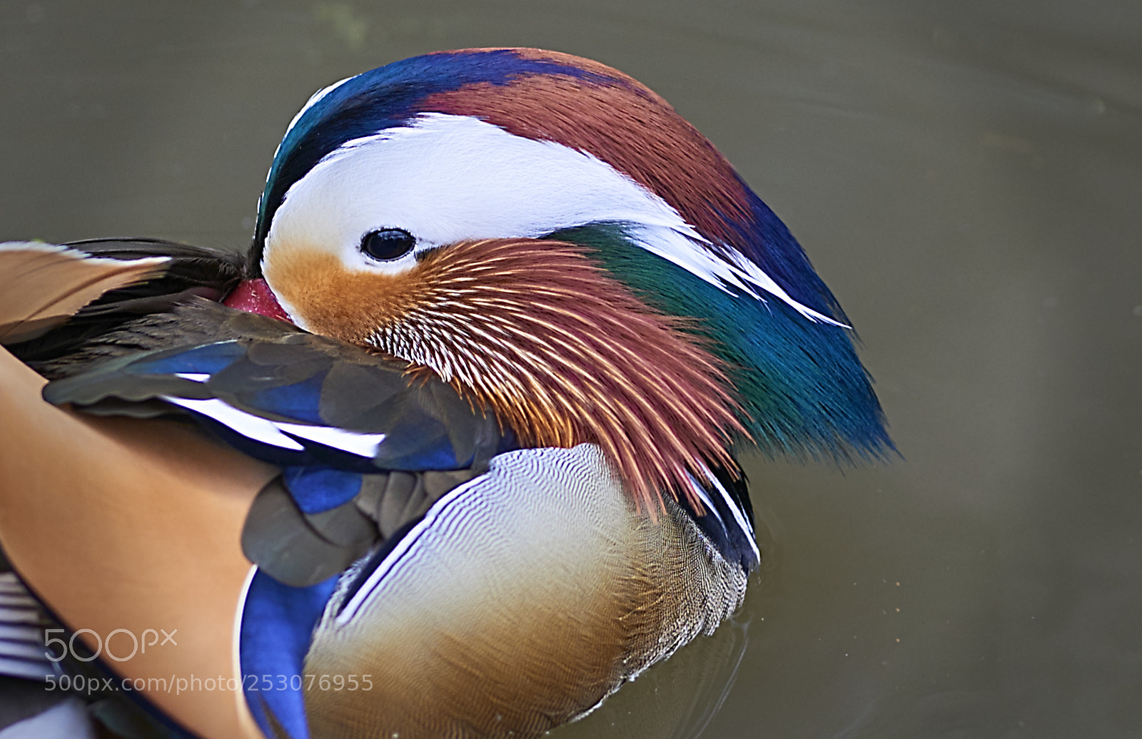 Nikon D800 sample photo. Colorful mandarin duck aix photography