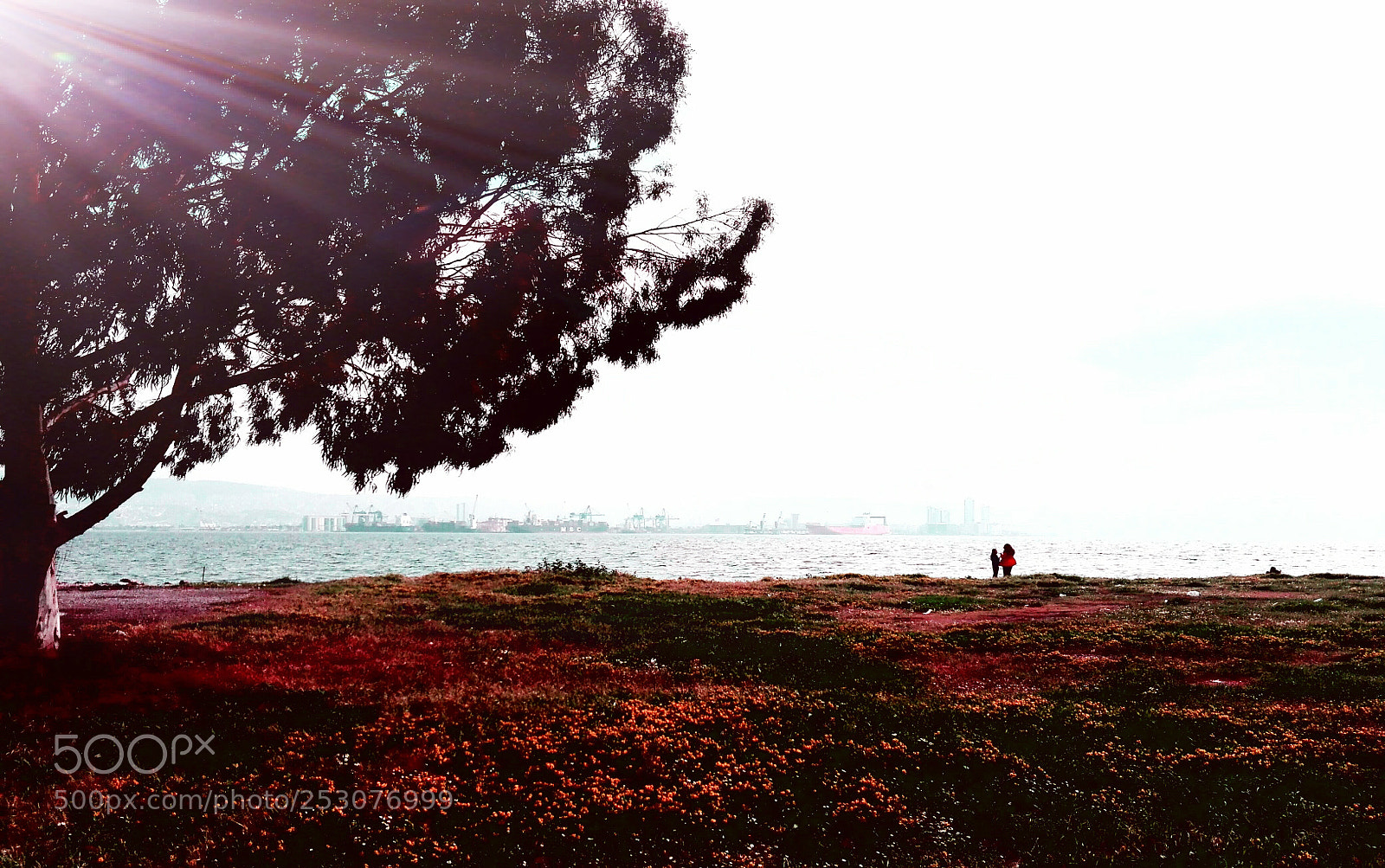 HUAWEI P8 Lite sample photo. Untitled photography