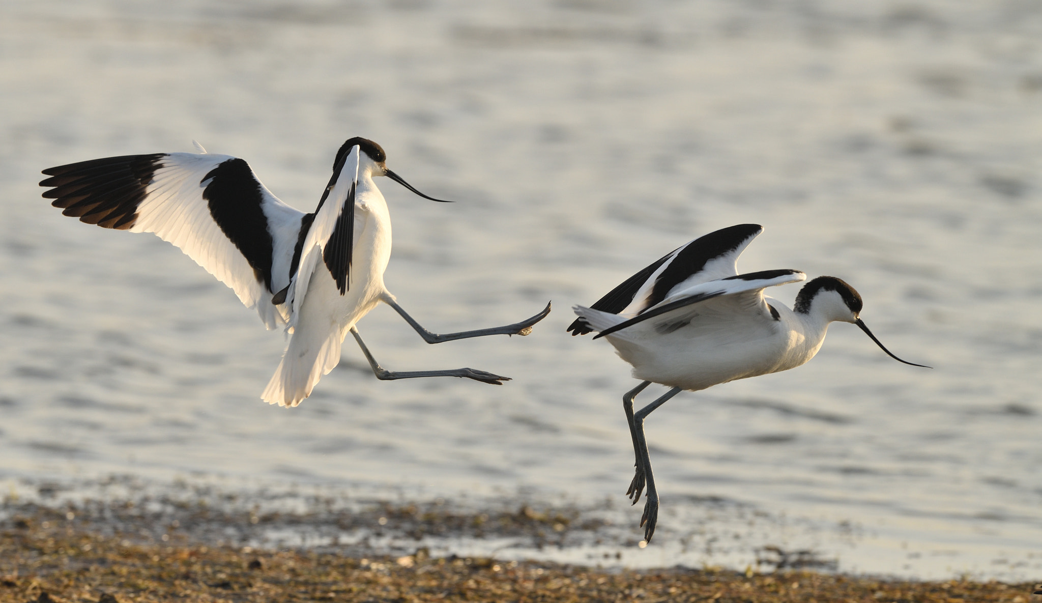 Nikon D850 + Nikon AF-S Nikkor 500mm F4G ED VR sample photo. Kick up the back-side photography