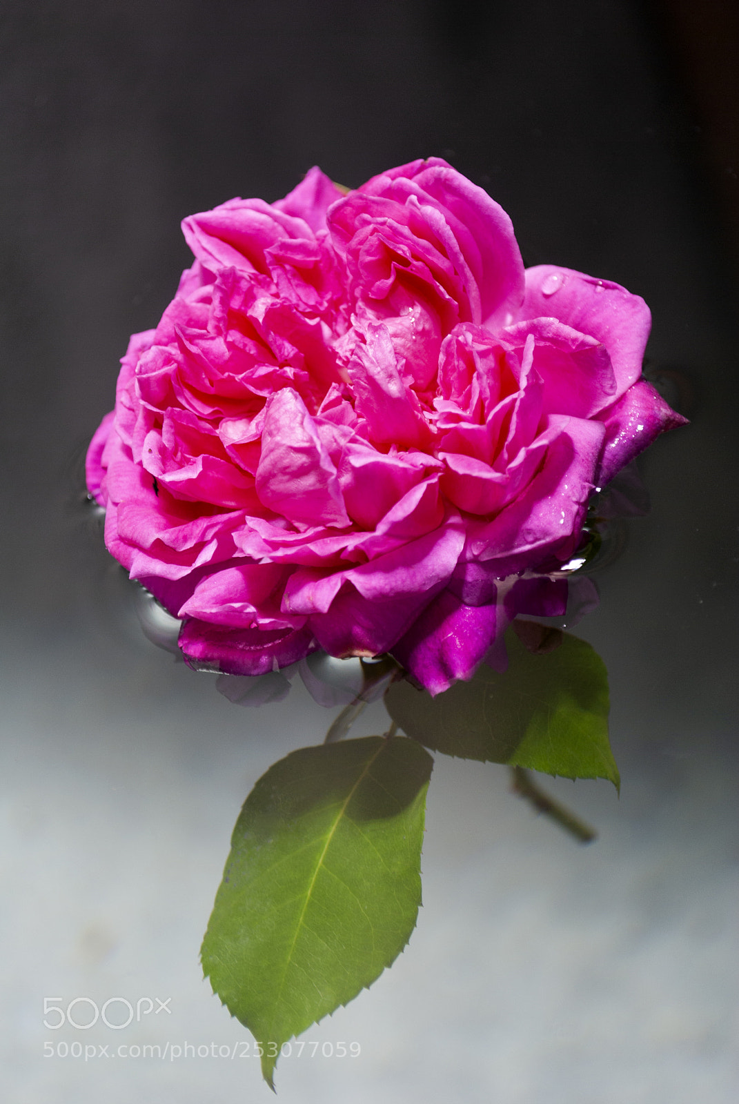 Nikon D3000 sample photo. Organic rose detail on photography