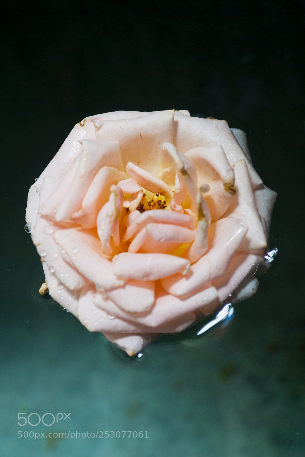 Nikon D3000 sample photo. Organic rose detail on photography