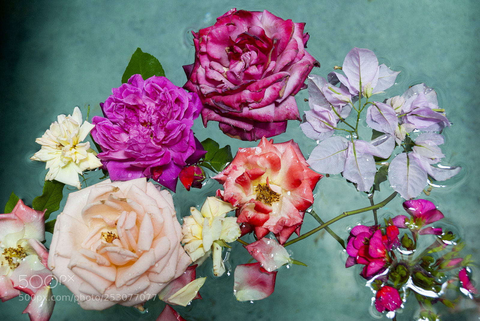 Nikon D3000 sample photo. Group of beautiful roses photography