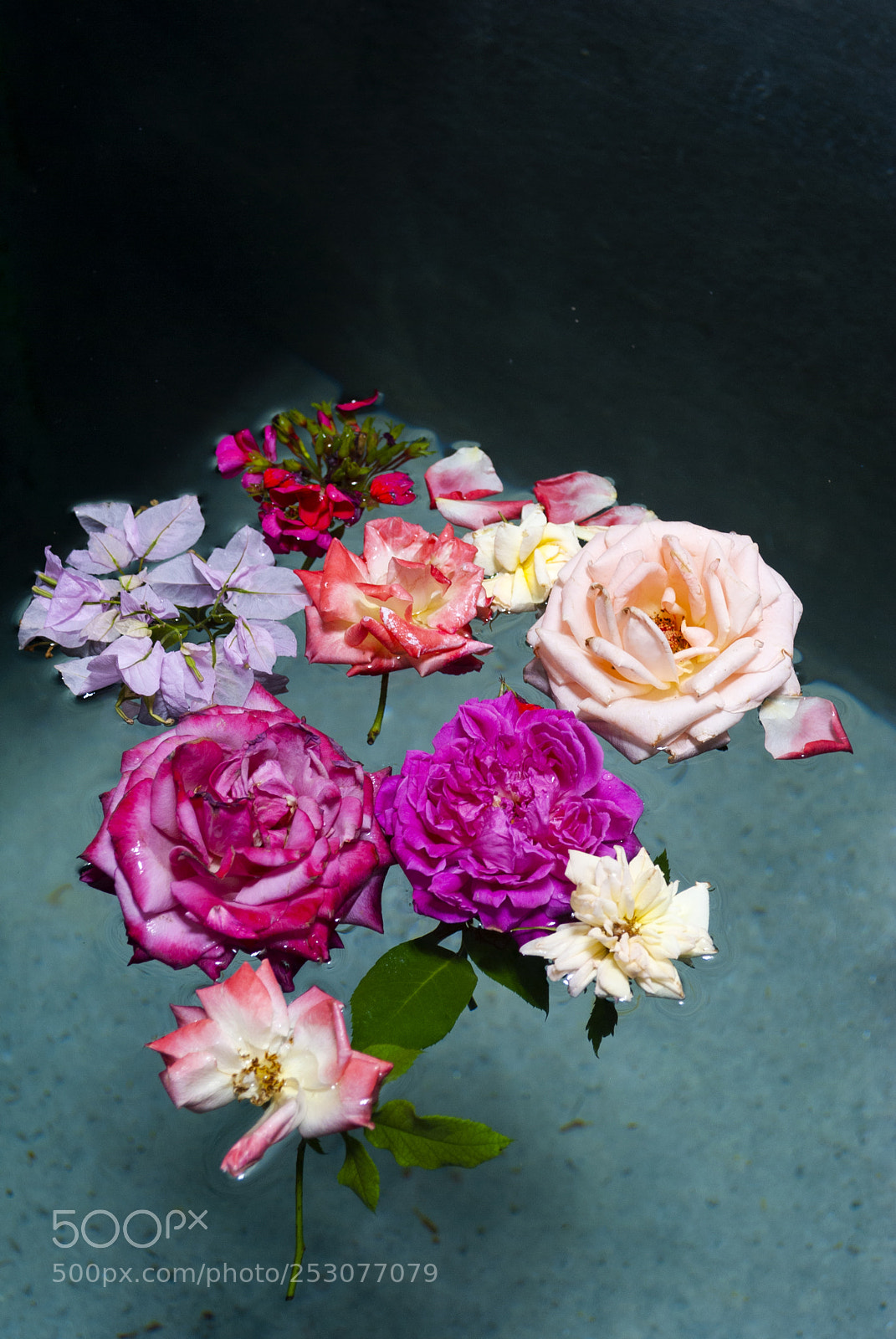 Nikon D3000 sample photo. Group of beautiful roses photography