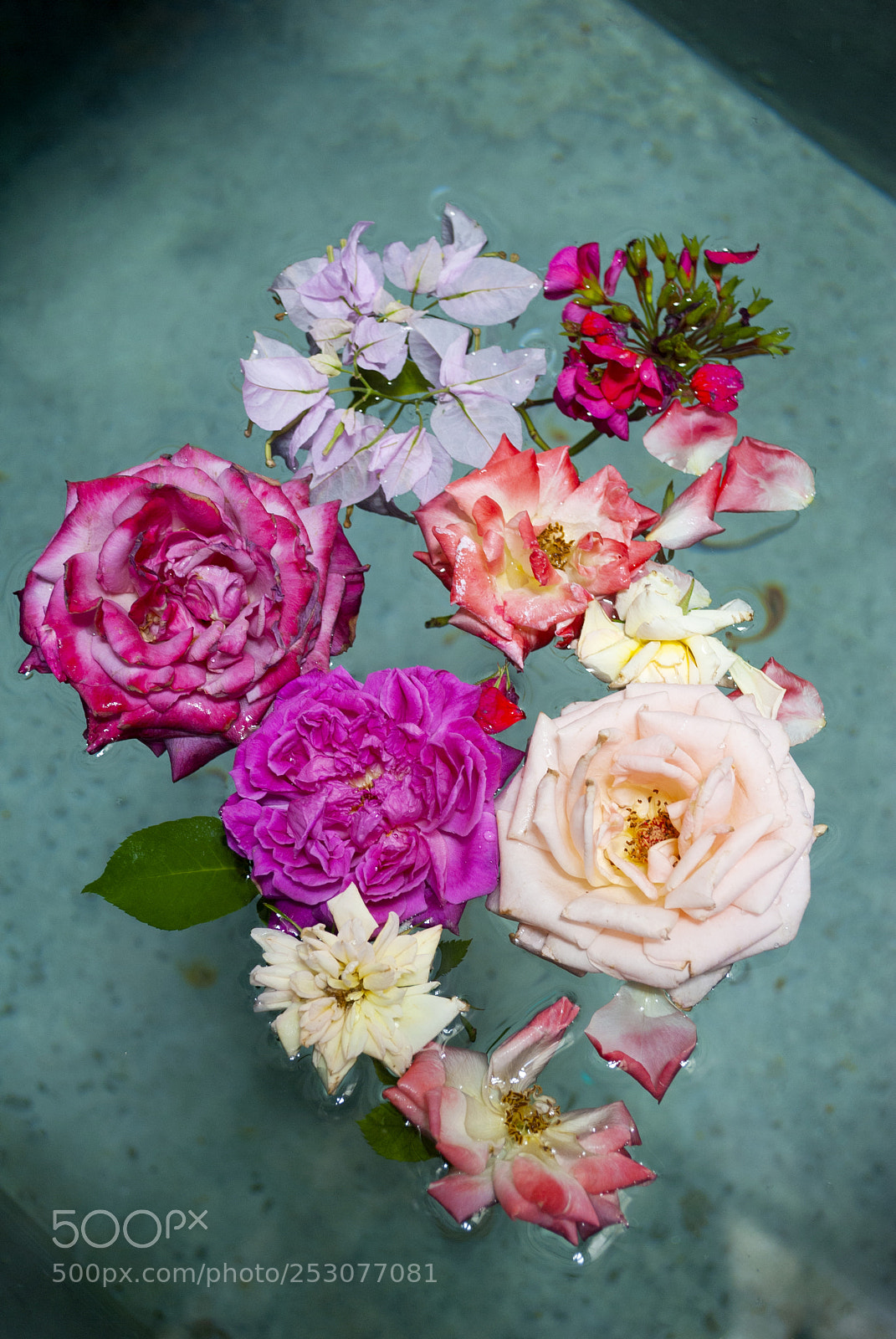 Nikon D3000 sample photo. Group of beautiful roses photography