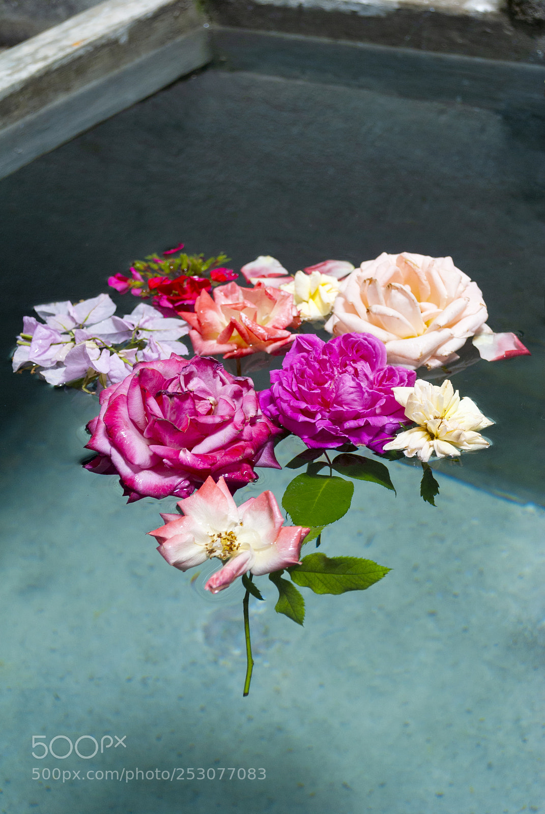 Nikon D3000 sample photo. Group of beautiful roses photography
