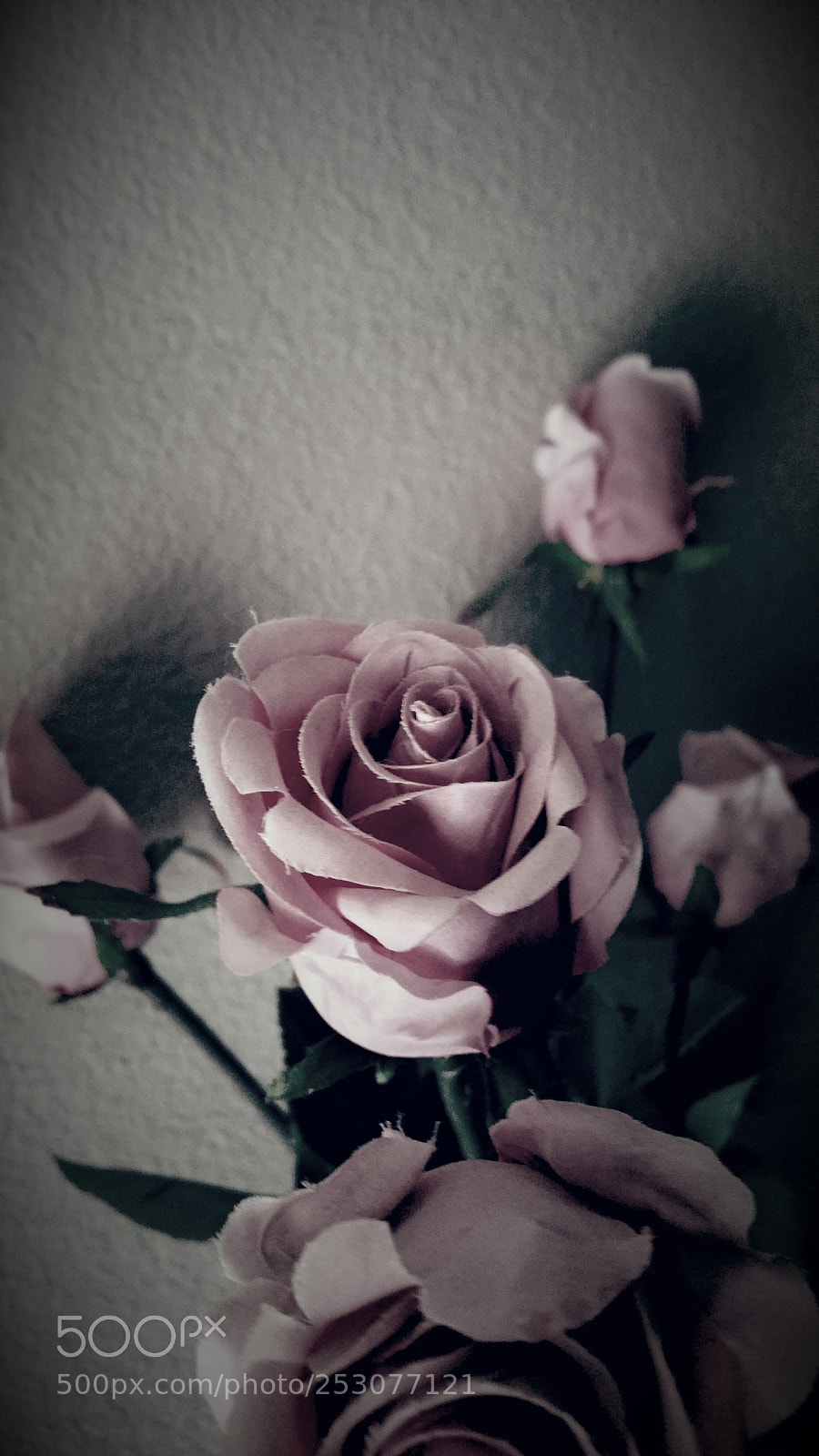 Samsung Galaxy Note4 sample photo. A rose is a photography