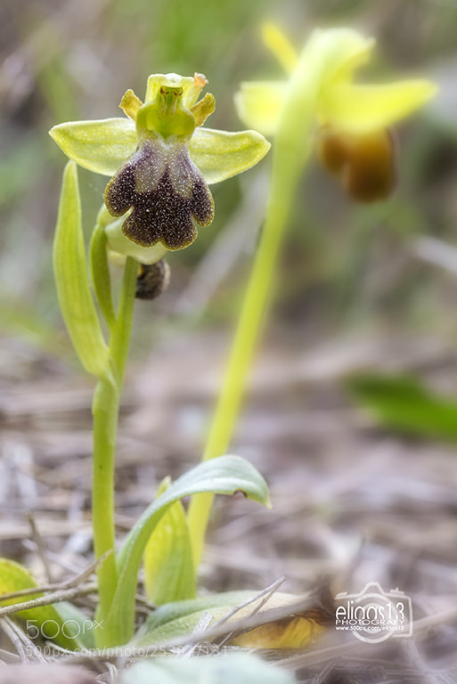 Nikon D610 sample photo. Ophrys fusca ssp. lupercalis photography