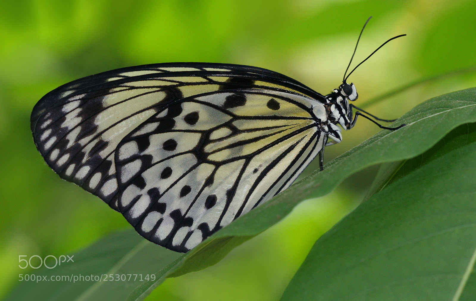 Canon EOS 20D sample photo. Picture photography