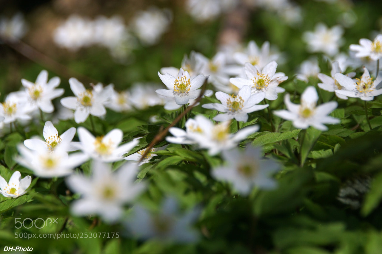 Sony ILCA-77M2 sample photo. Group of wood anemones photography