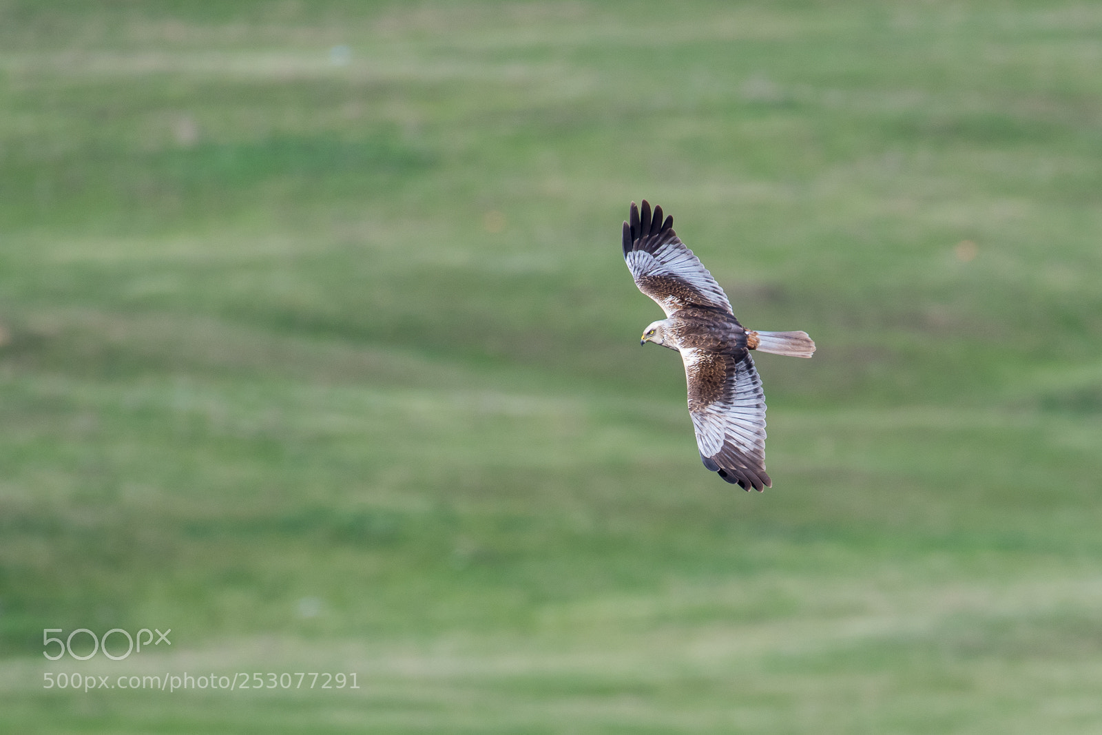 Nikon D500 sample photo. Marsh harrier photography