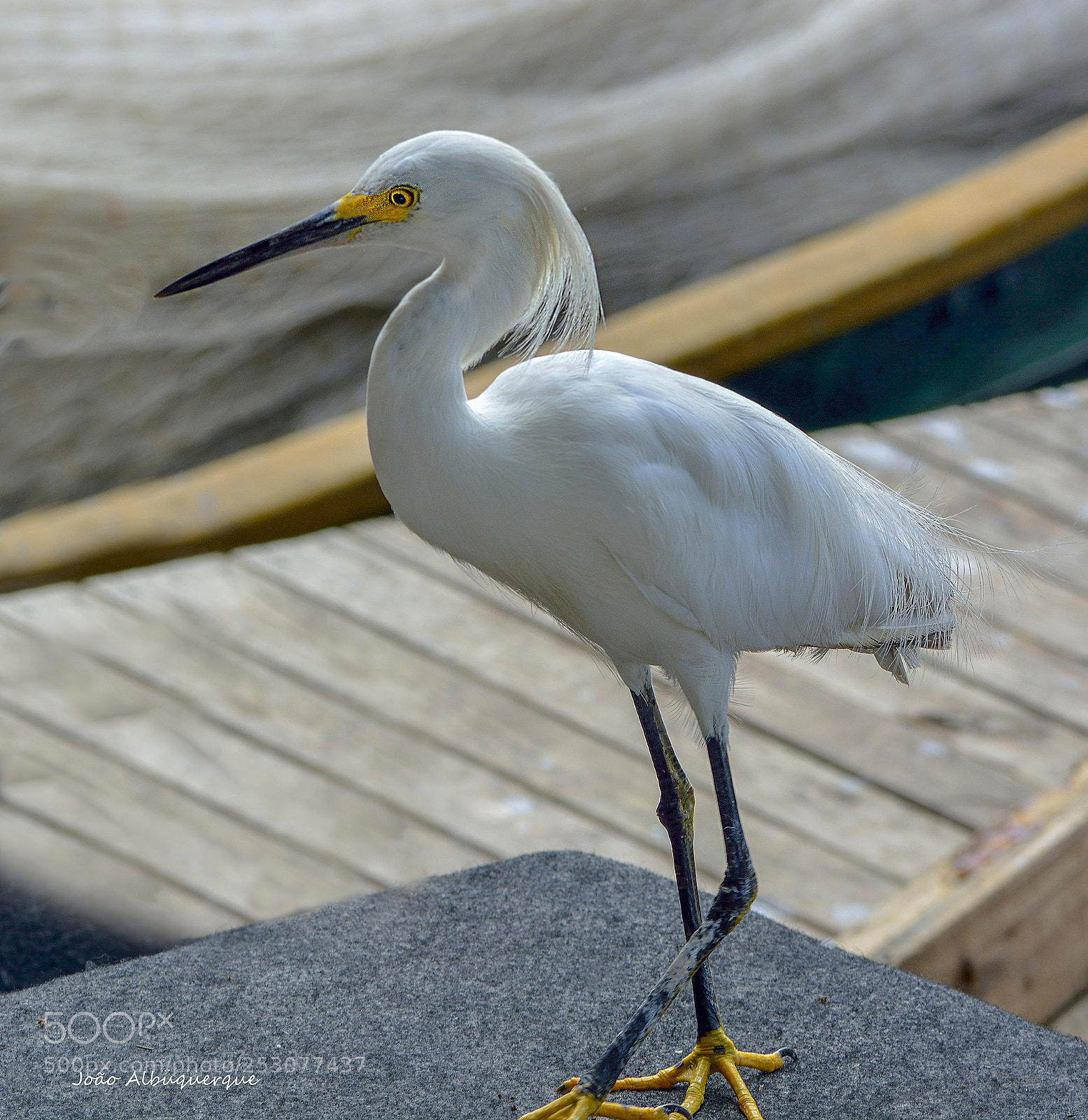 Nikon D5200 sample photo. The little egret photography