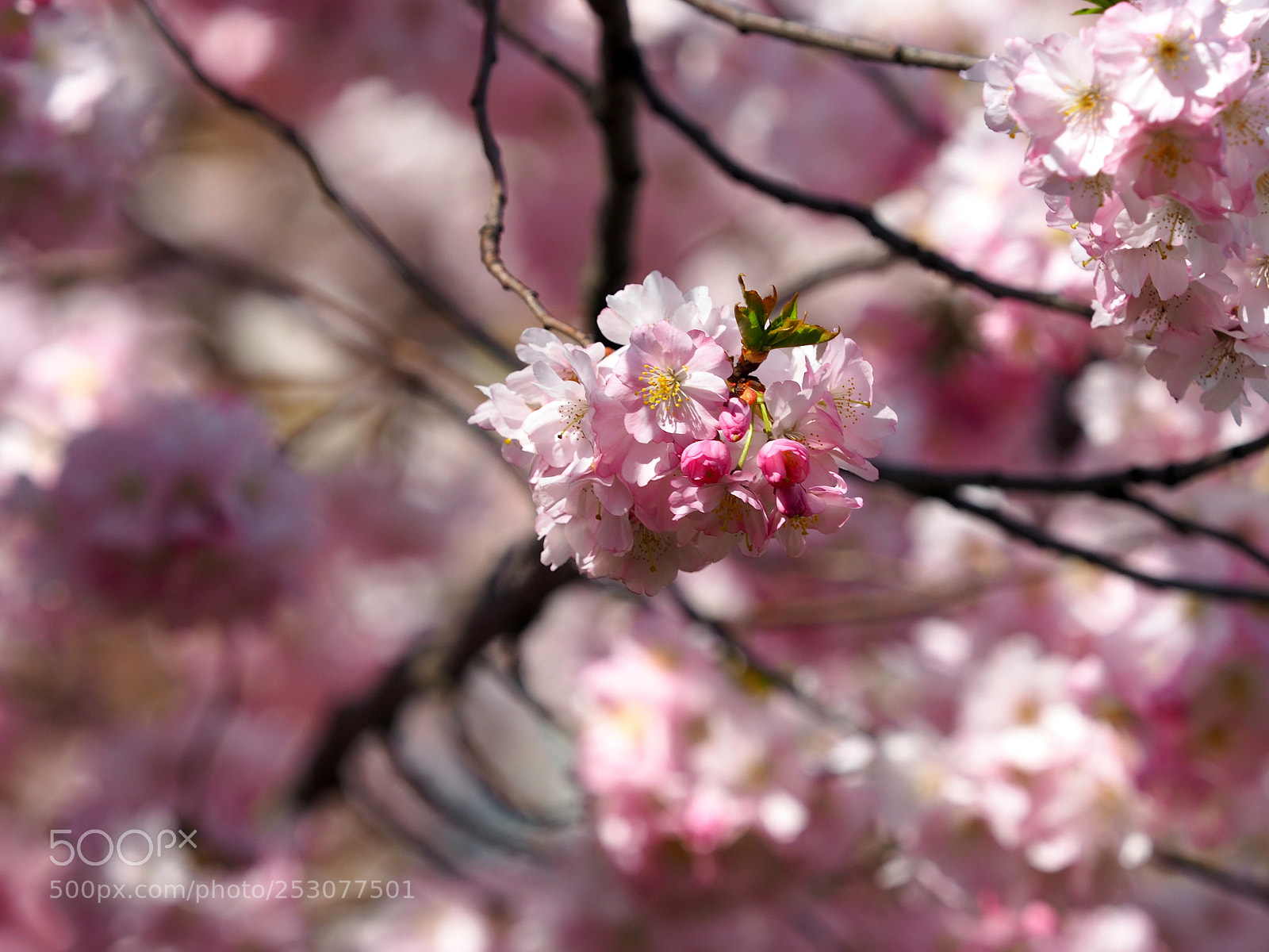 Olympus OM-D E-M5 II sample photo. Frühlingskirsche photography