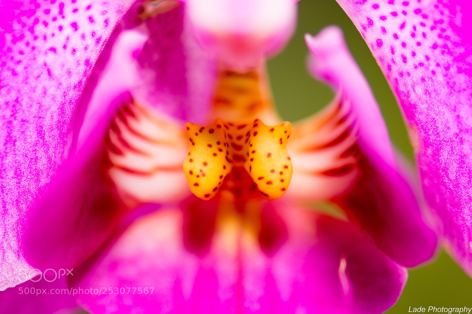 Nikon D7100 sample photo. Macro world photography