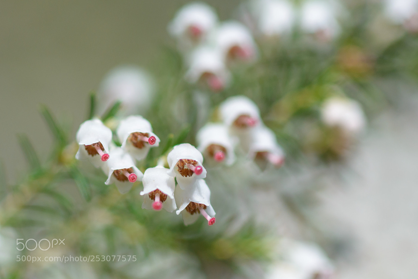 Nikon D800 sample photo. Tree heath flowers photography