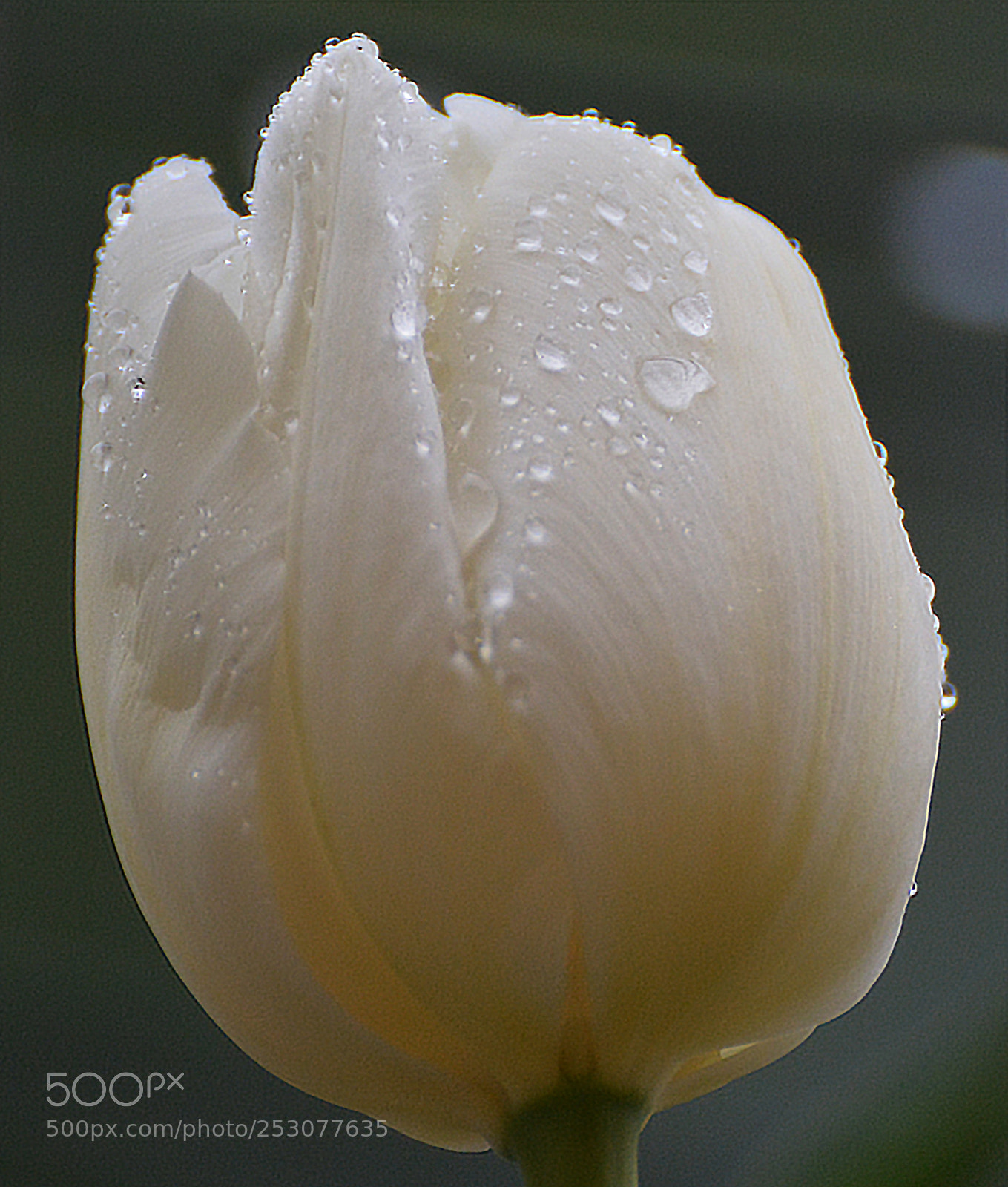 Nikon D7100 sample photo. Tulip the best photography