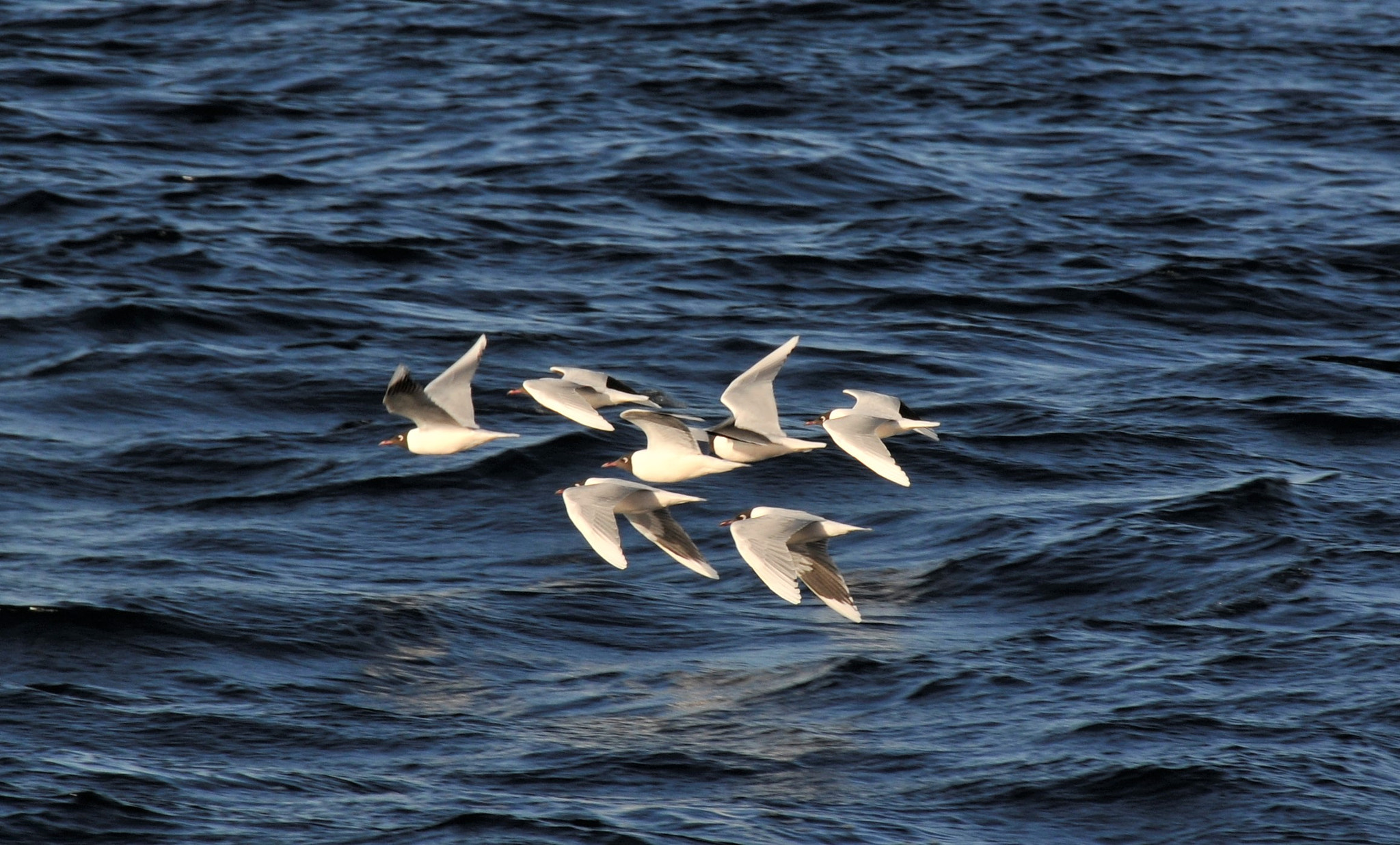 Nikon D300 sample photo. Sea birds of coast of chile photography