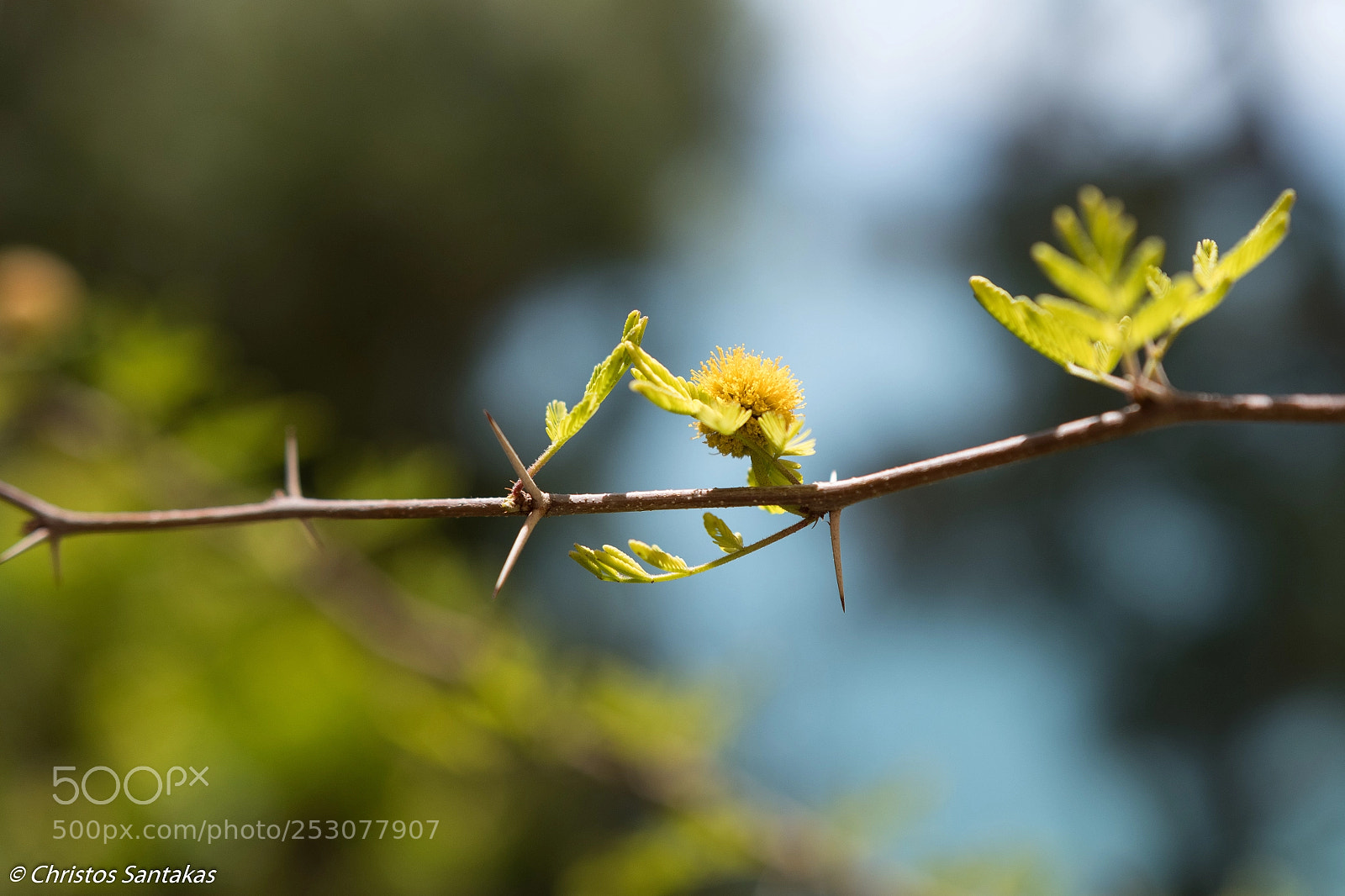 Nikon D500 sample photo. Life photography