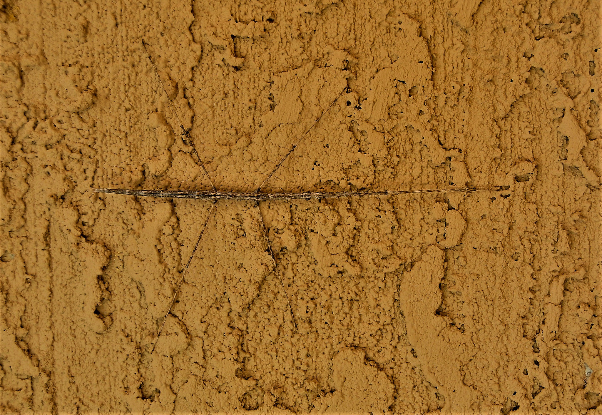 Nikon D300 sample photo. Walking stick - arizona photography