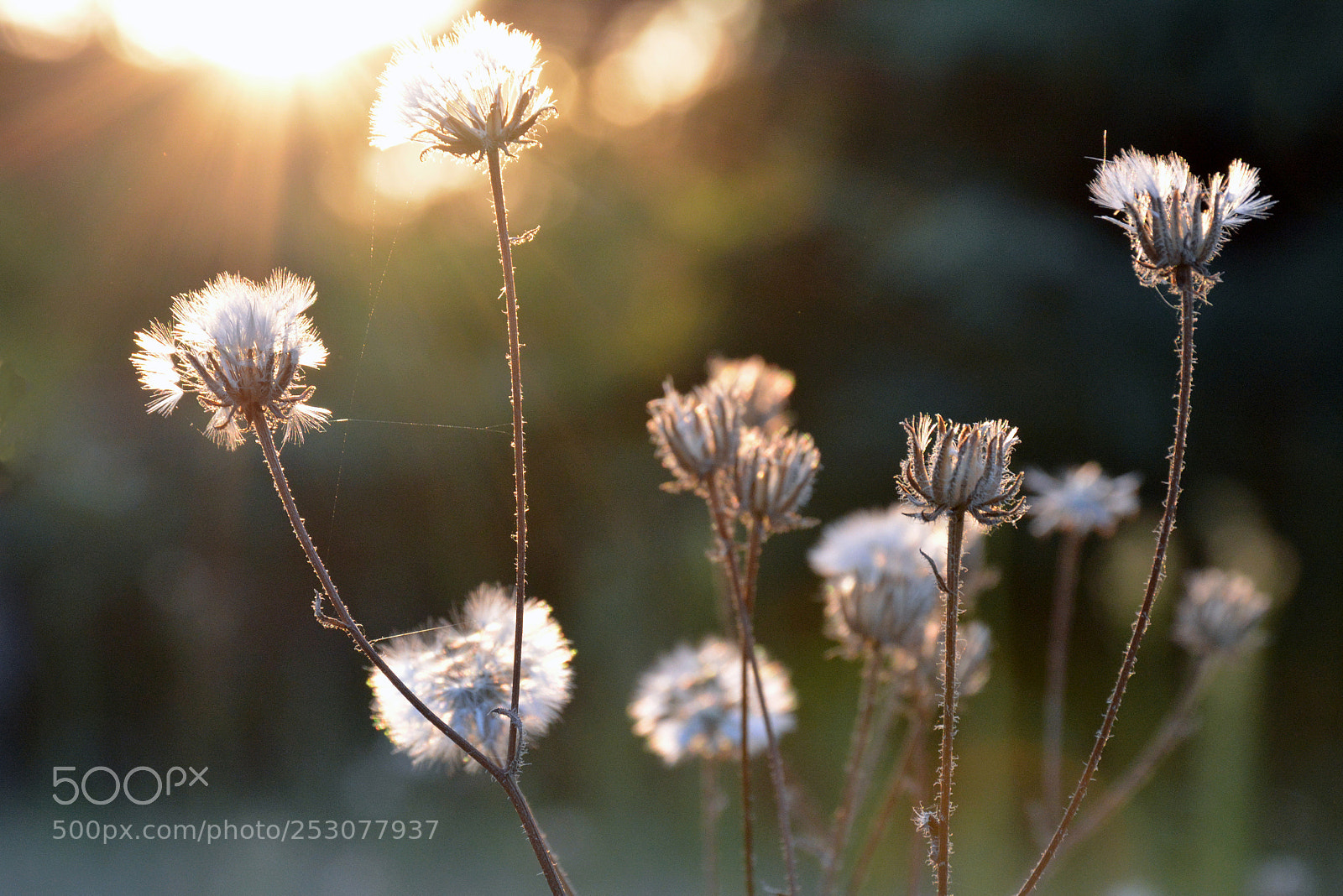Nikon D5200 sample photo. Hot summer photography