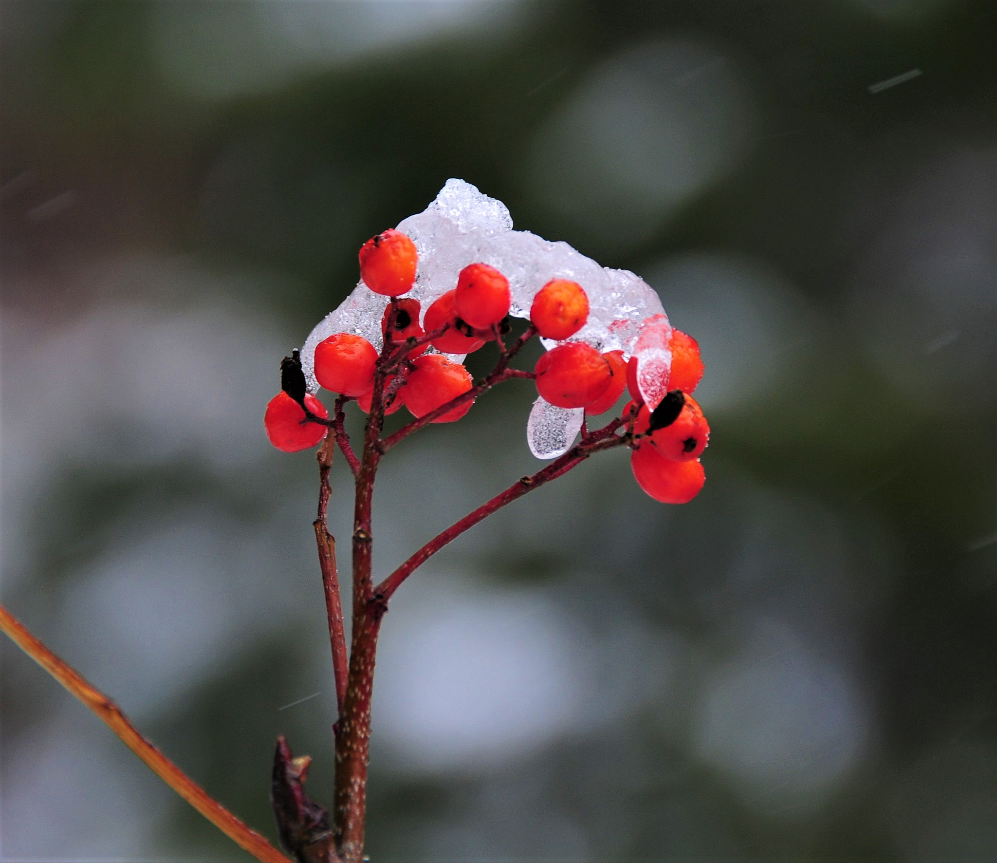 Nikon D300 sample photo. Berries in utah wasatch mountains photography