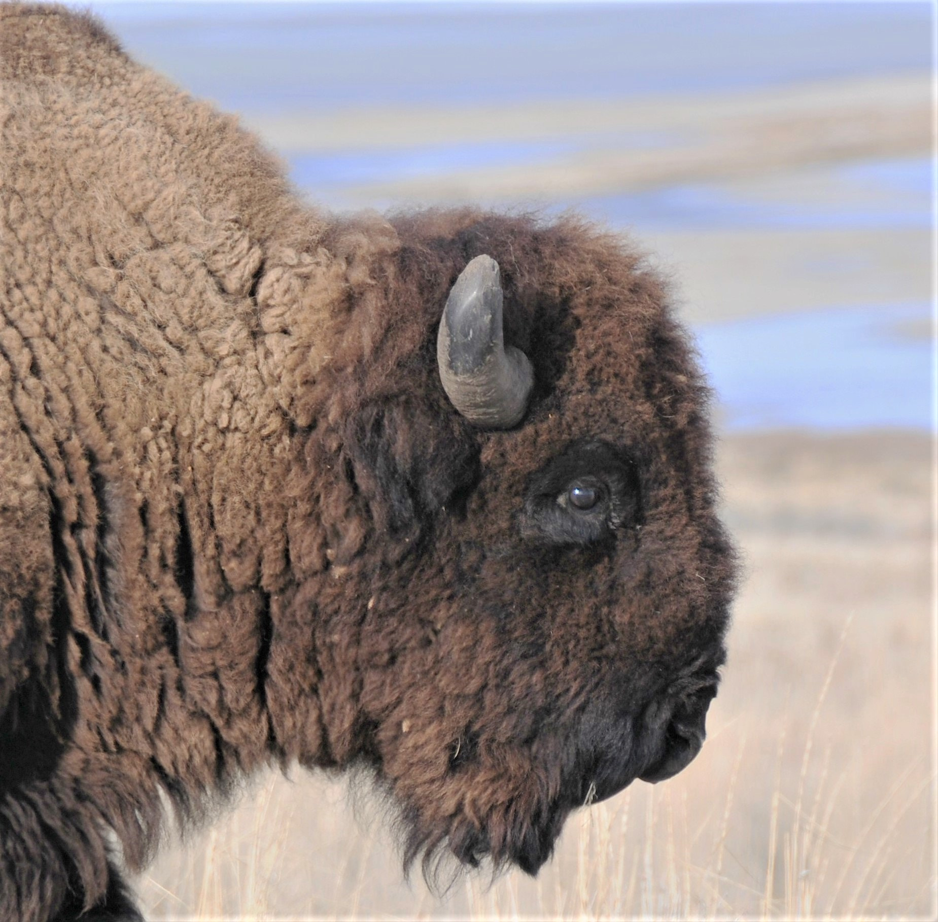 Nikon D300 sample photo. Bison in utah photography