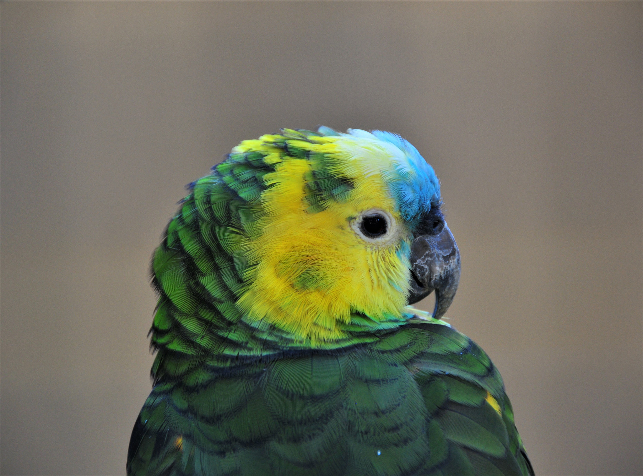 Nikon D300 sample photo. Parrot - southern brazil photography