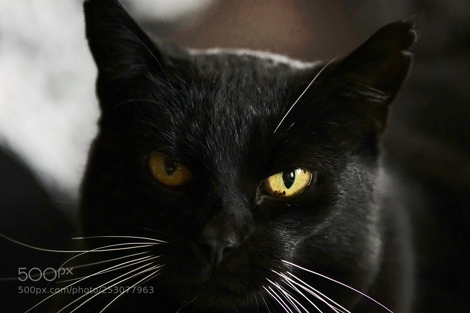 Sony SLT-A68 sample photo. Pepper  photography