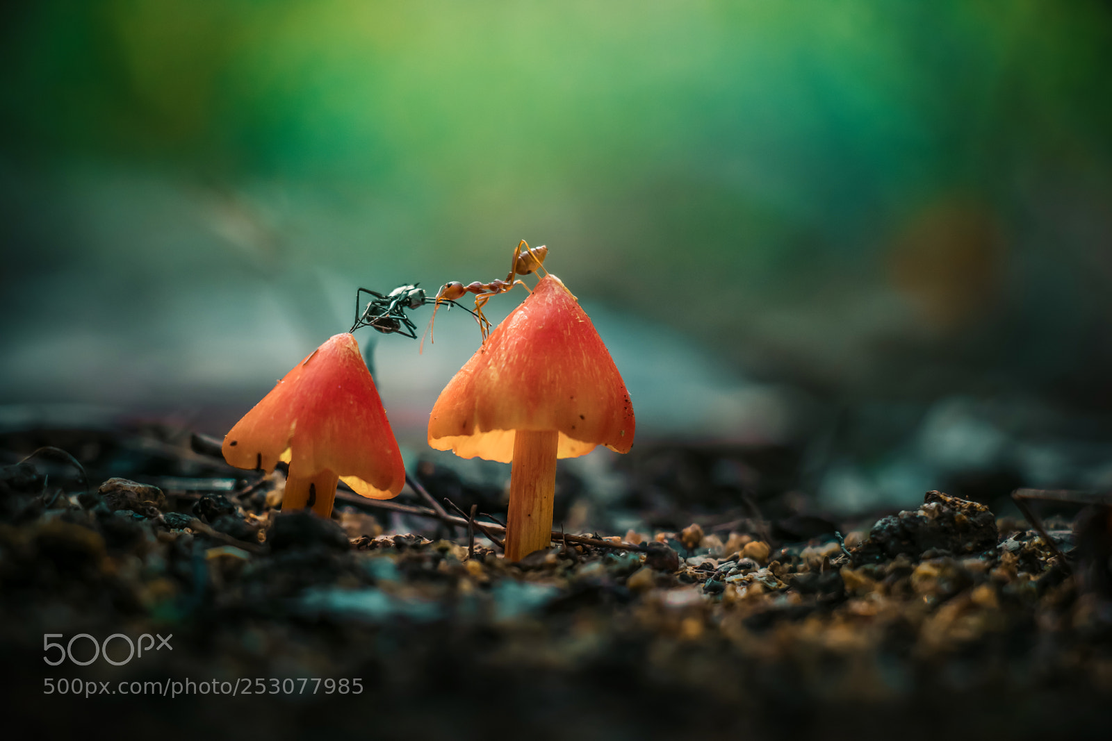 Canon EOS 7D Mark II sample photo. Black ant vs red photography