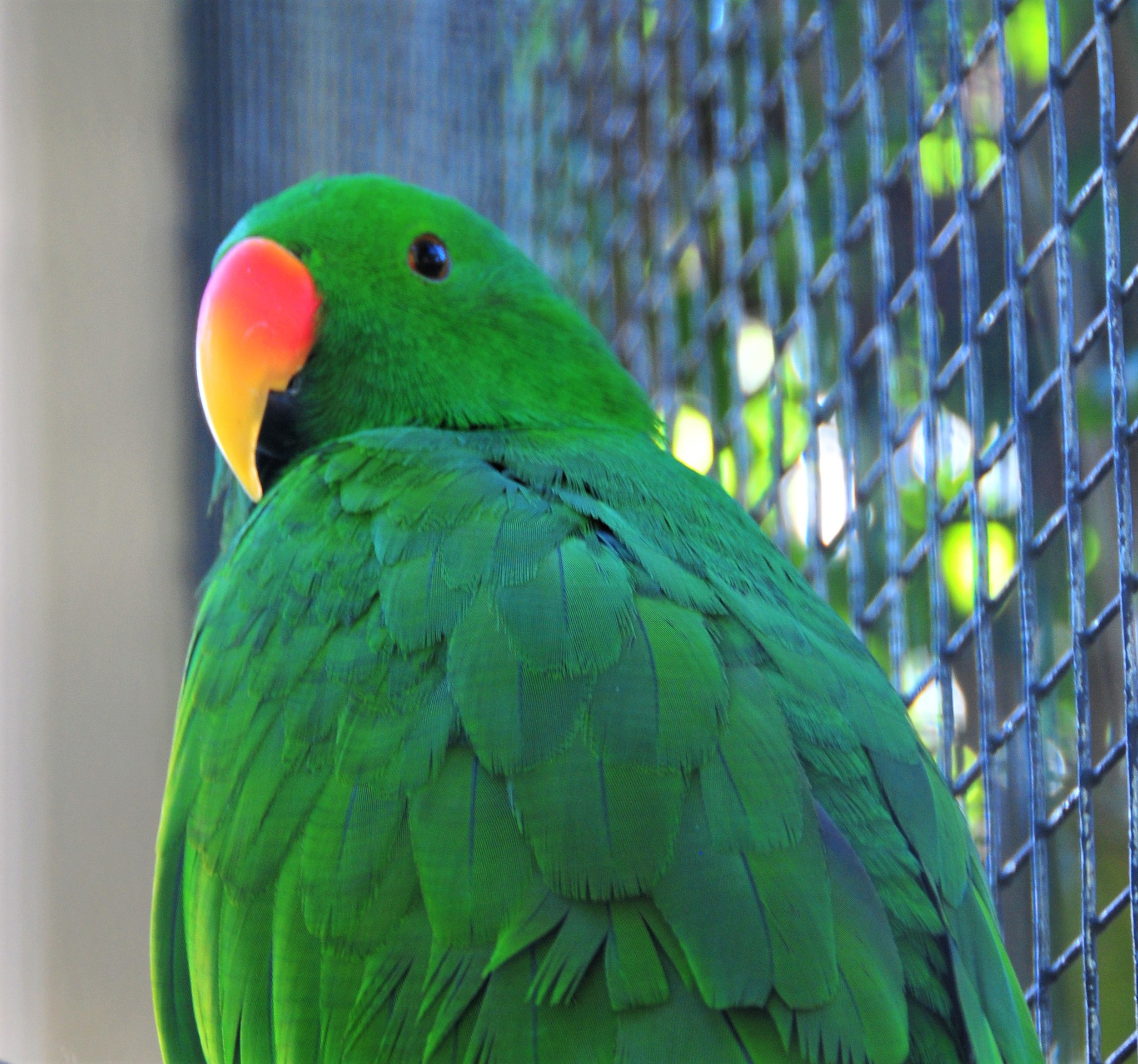 Nikon D300 sample photo. Parrots - southern brazil photography