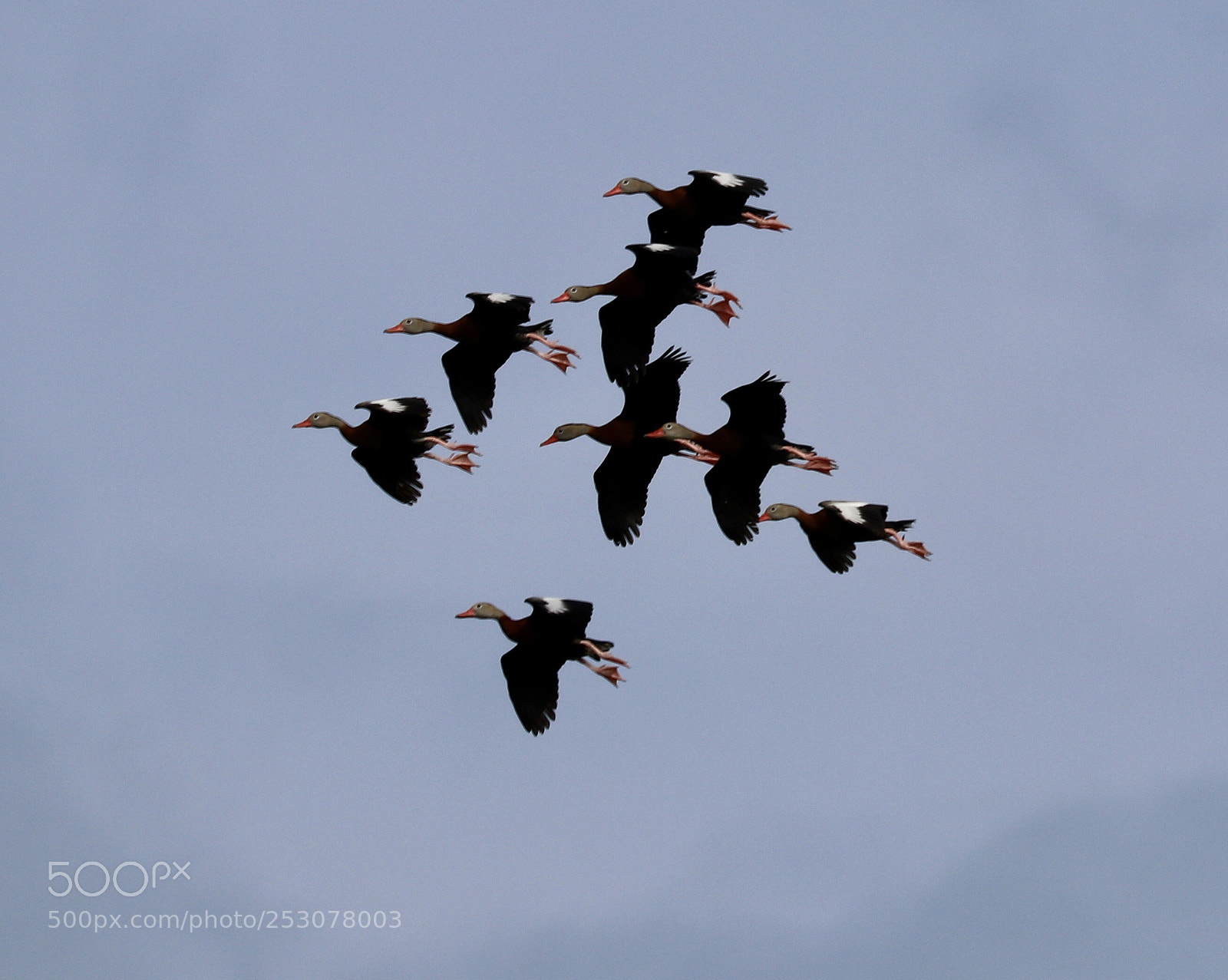 Canon EOS 80D sample photo. Black bellied whistling ducks photography