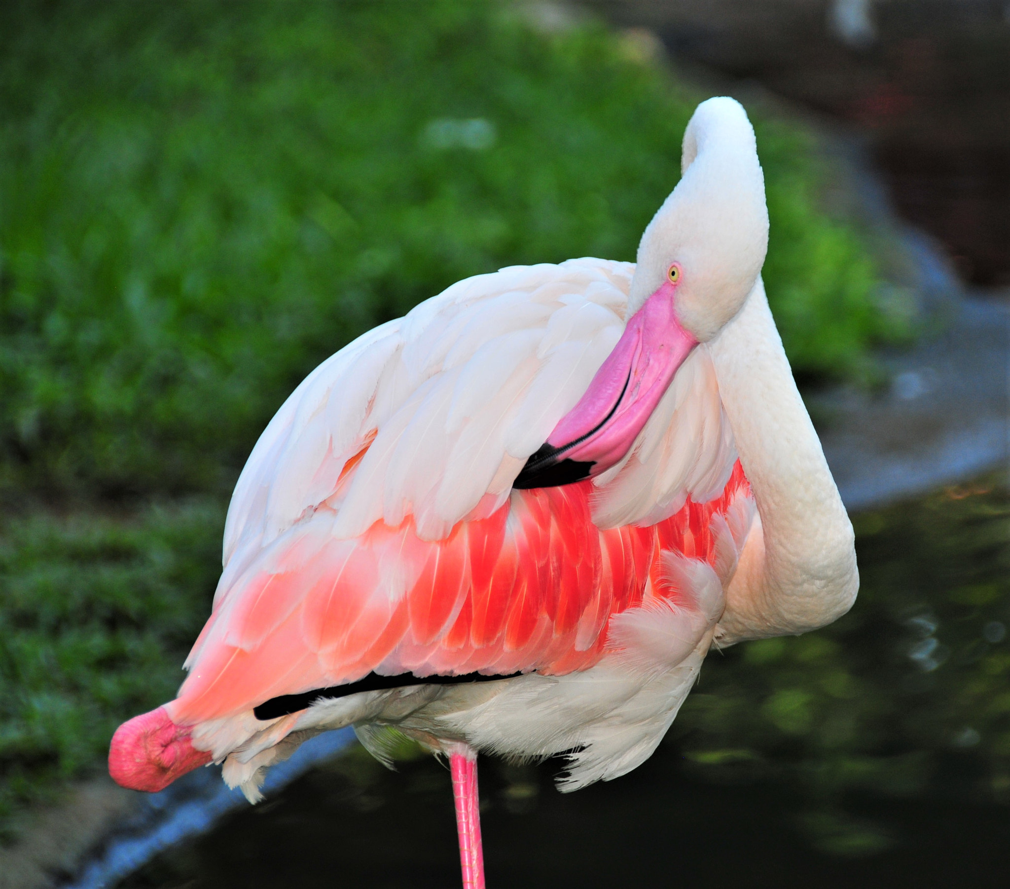 Nikon D300 sample photo. Flamigo - southern brazil photography