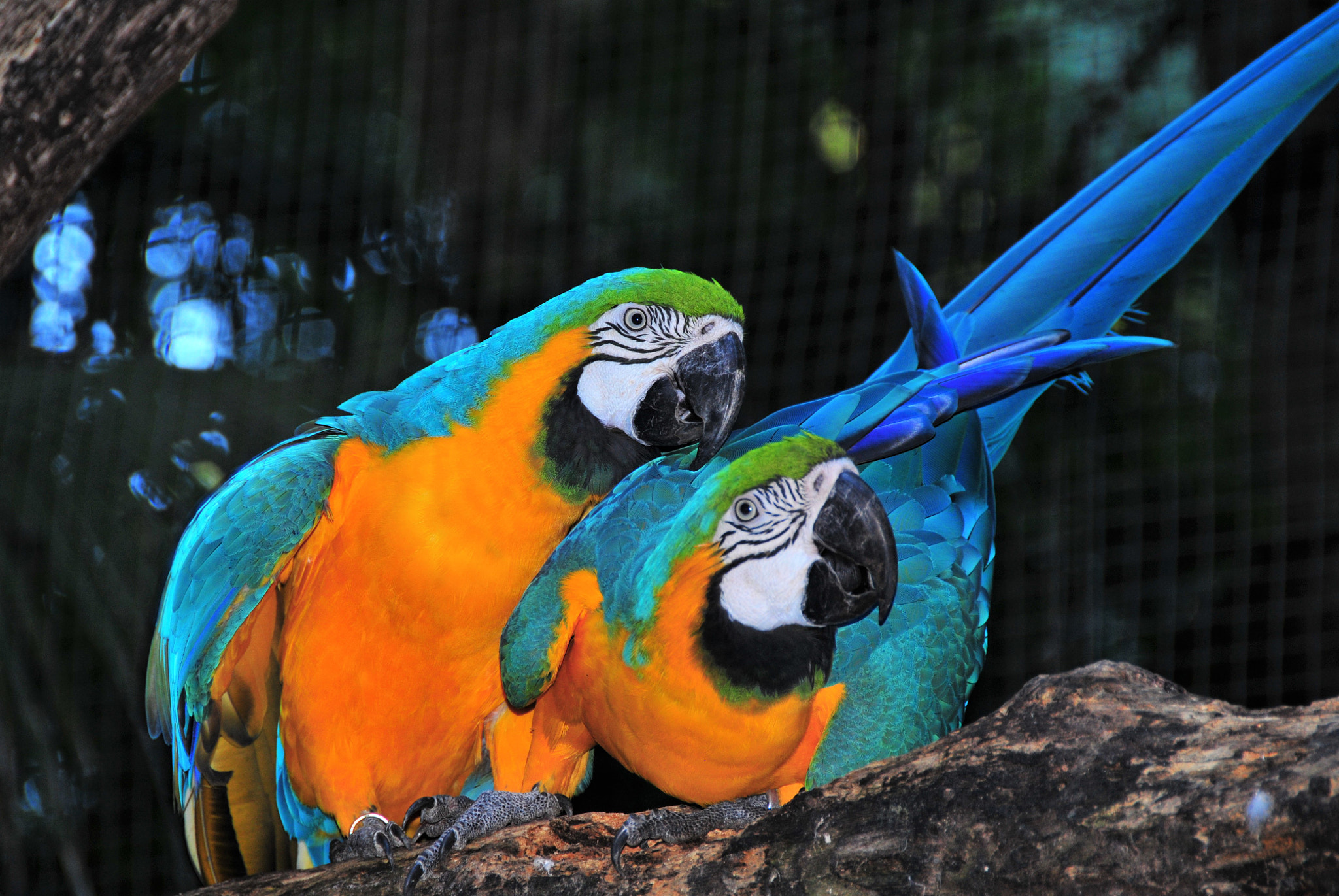 Nikon D300 sample photo. Parrots - southern brazil photography