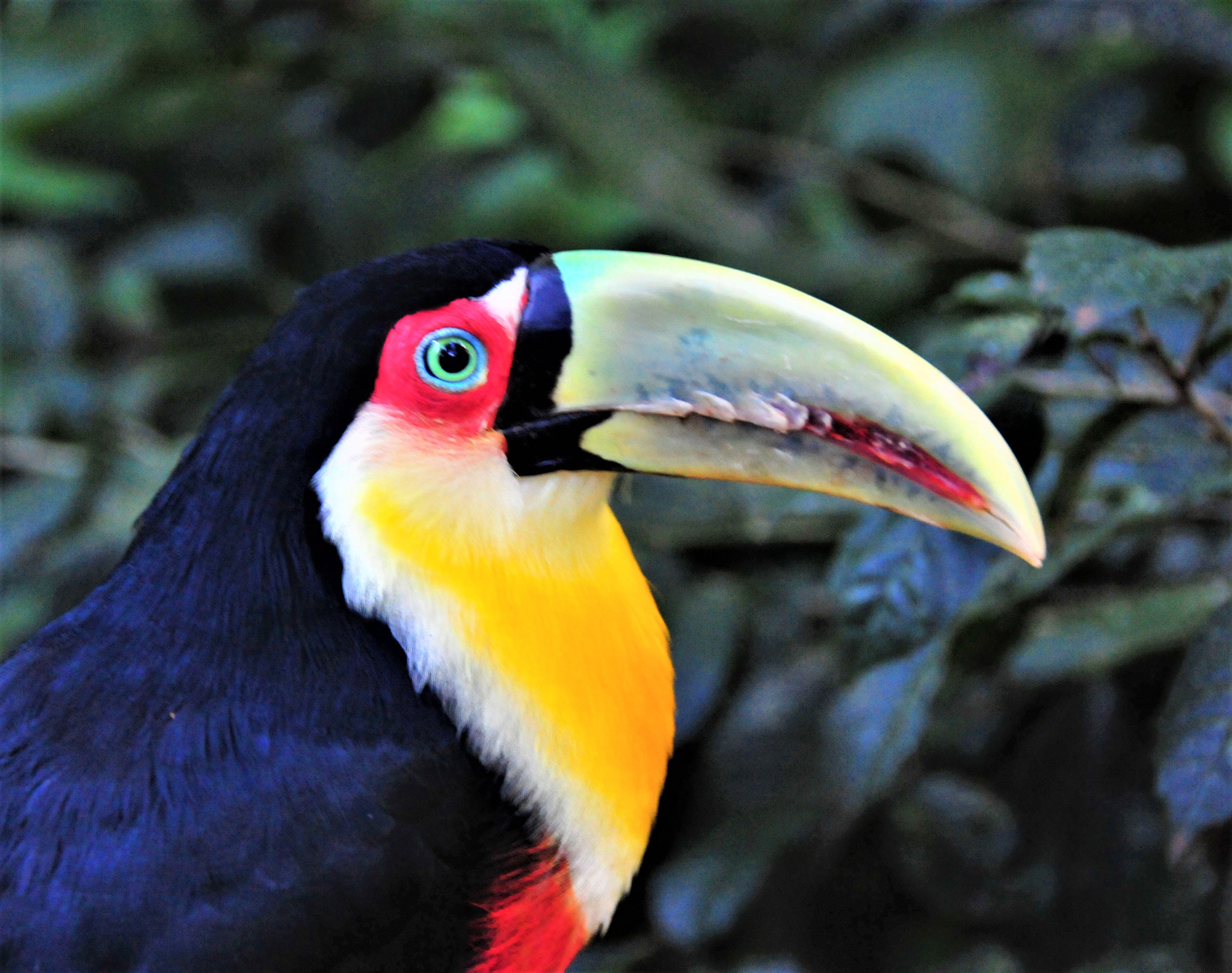 Nikon D300 sample photo. Toucan - southern brazil photography