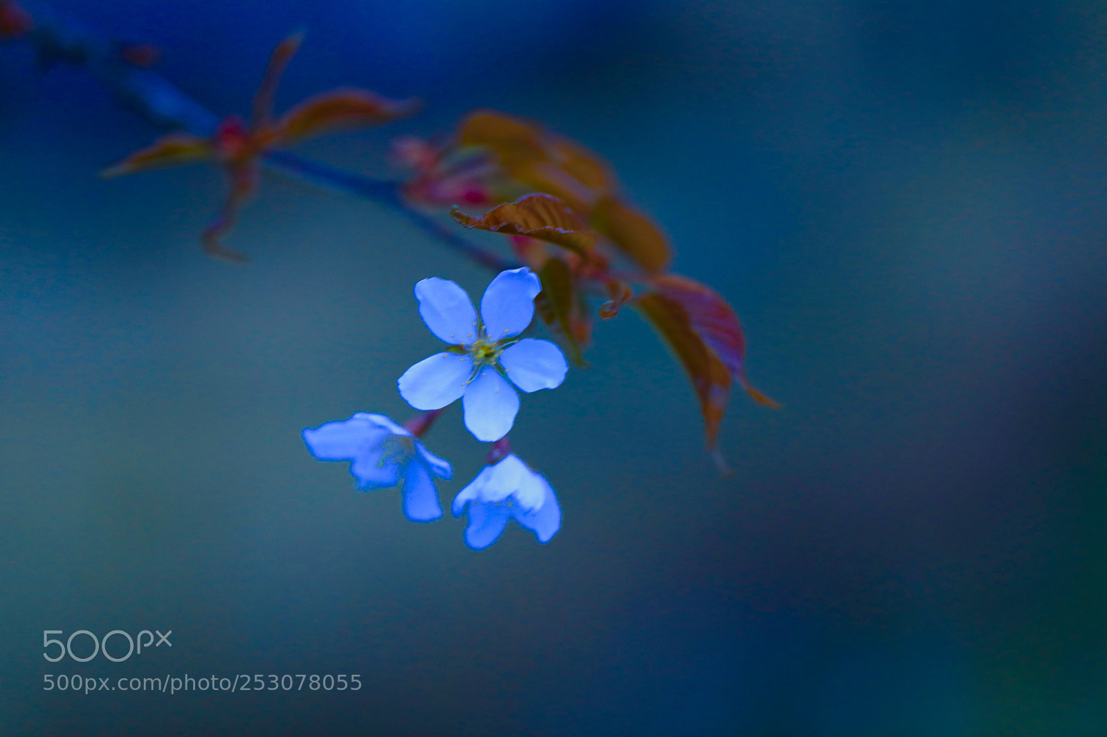 Canon EOS 5D Mark IV sample photo. Untitled photography