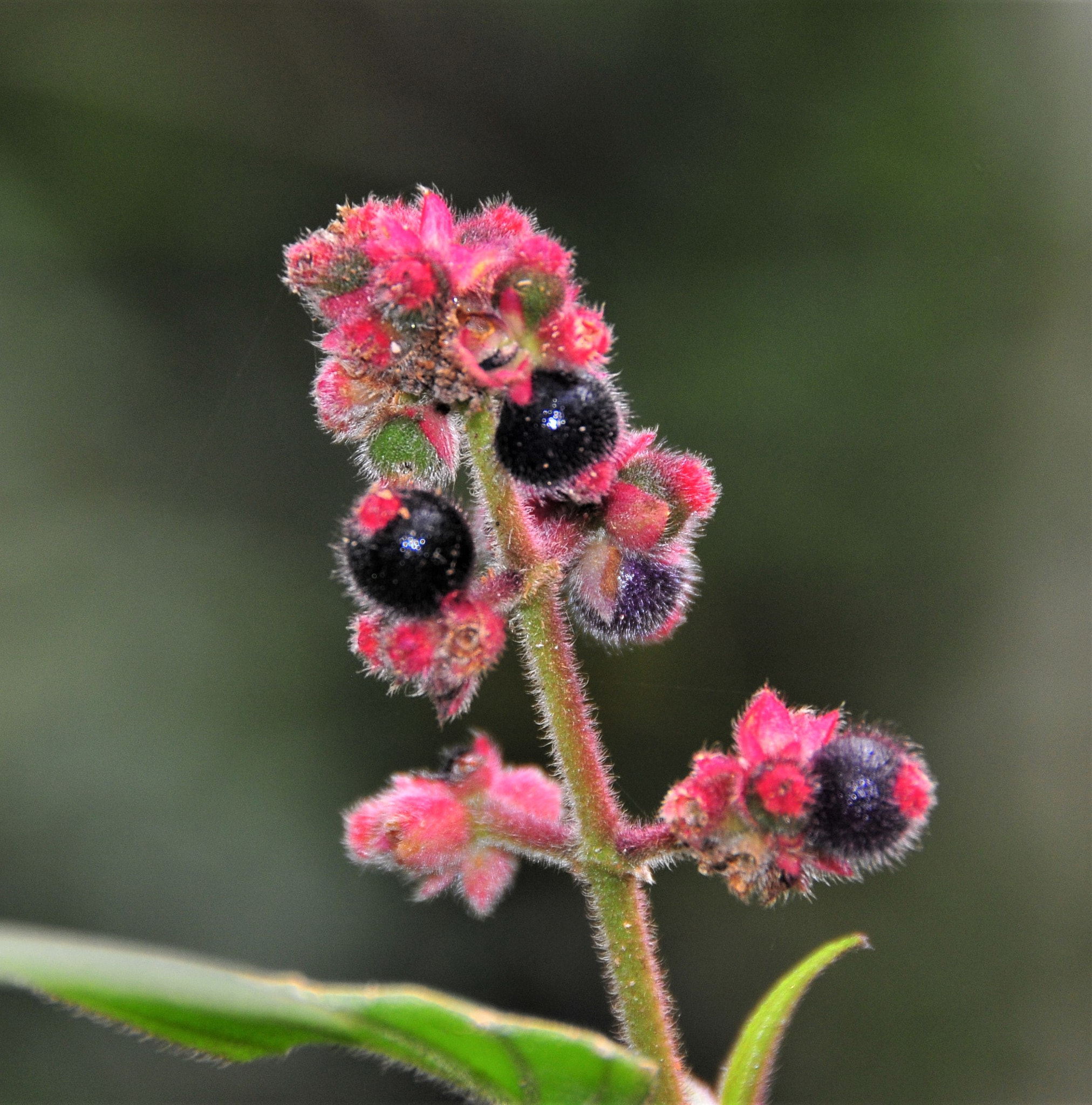 Nikon D300 sample photo. Flower with berries - southern brazil photography