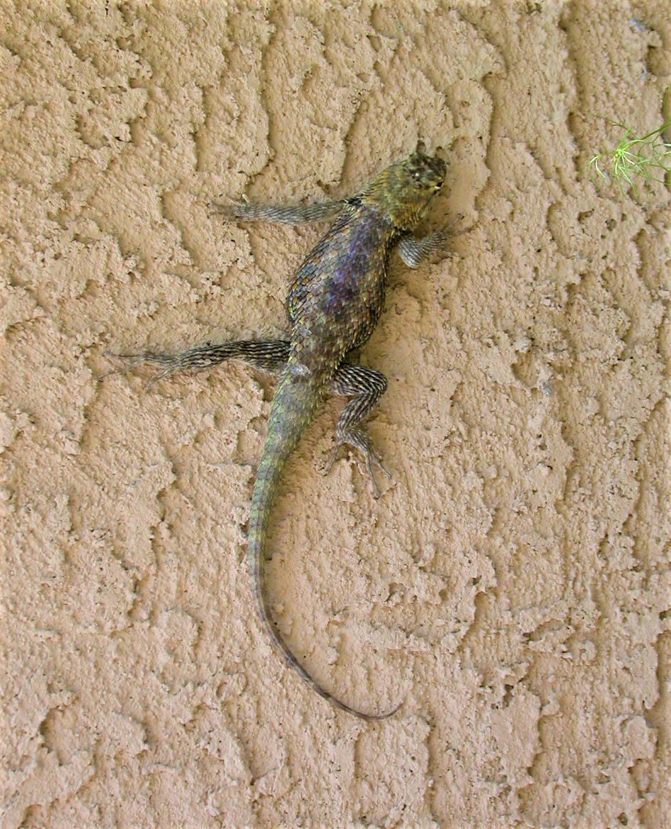Nikon E4500 sample photo. Lizard in arizona photography
