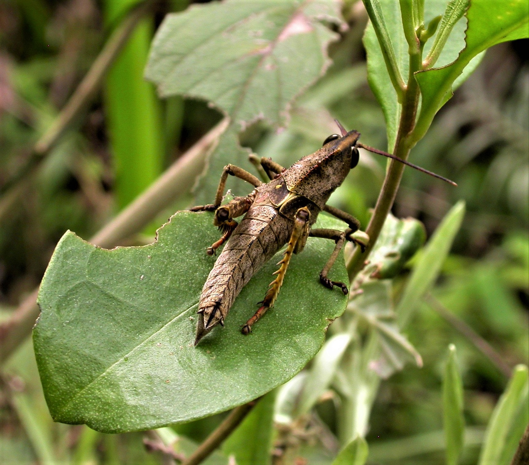 Nikon E4500 sample photo. Bugs of southern brazil photography