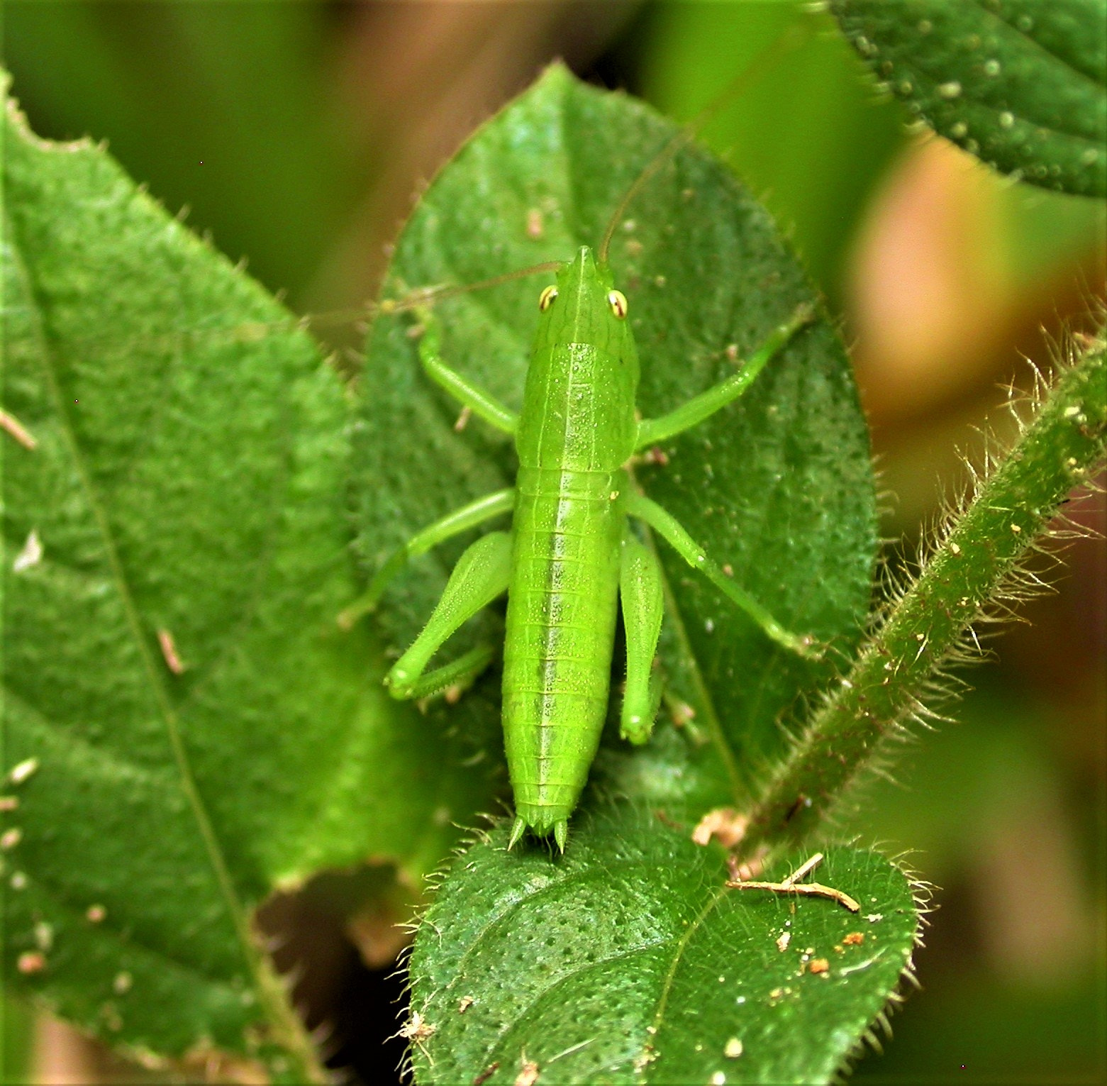 Nikon E4500 sample photo. Bugs of southern brazil photography