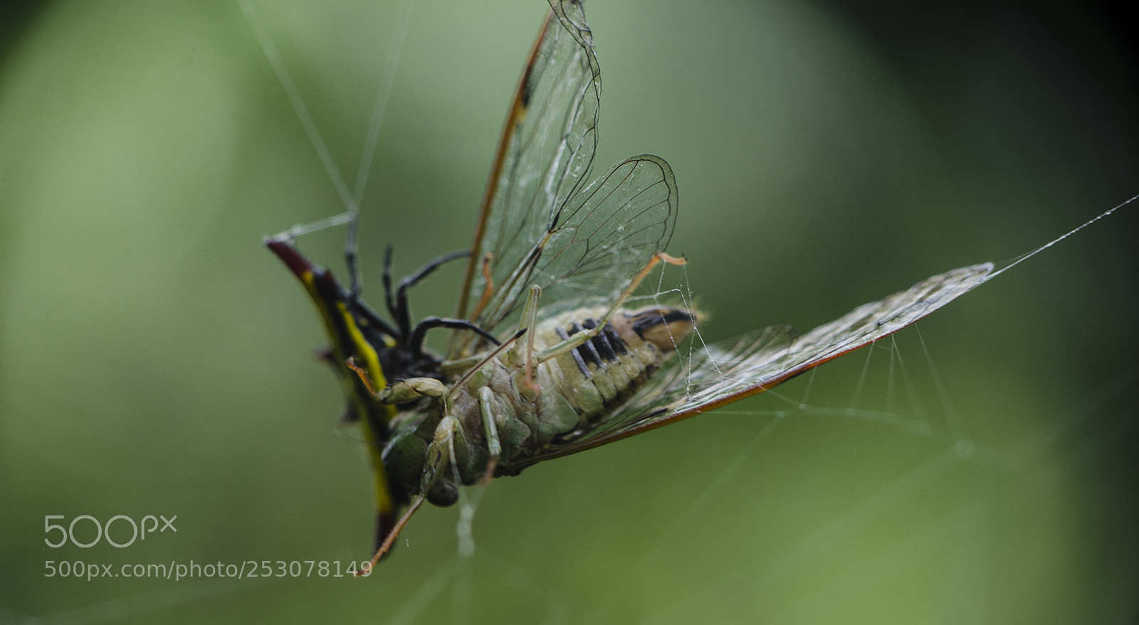 Nikon D7000 sample photo. Spider attack photography