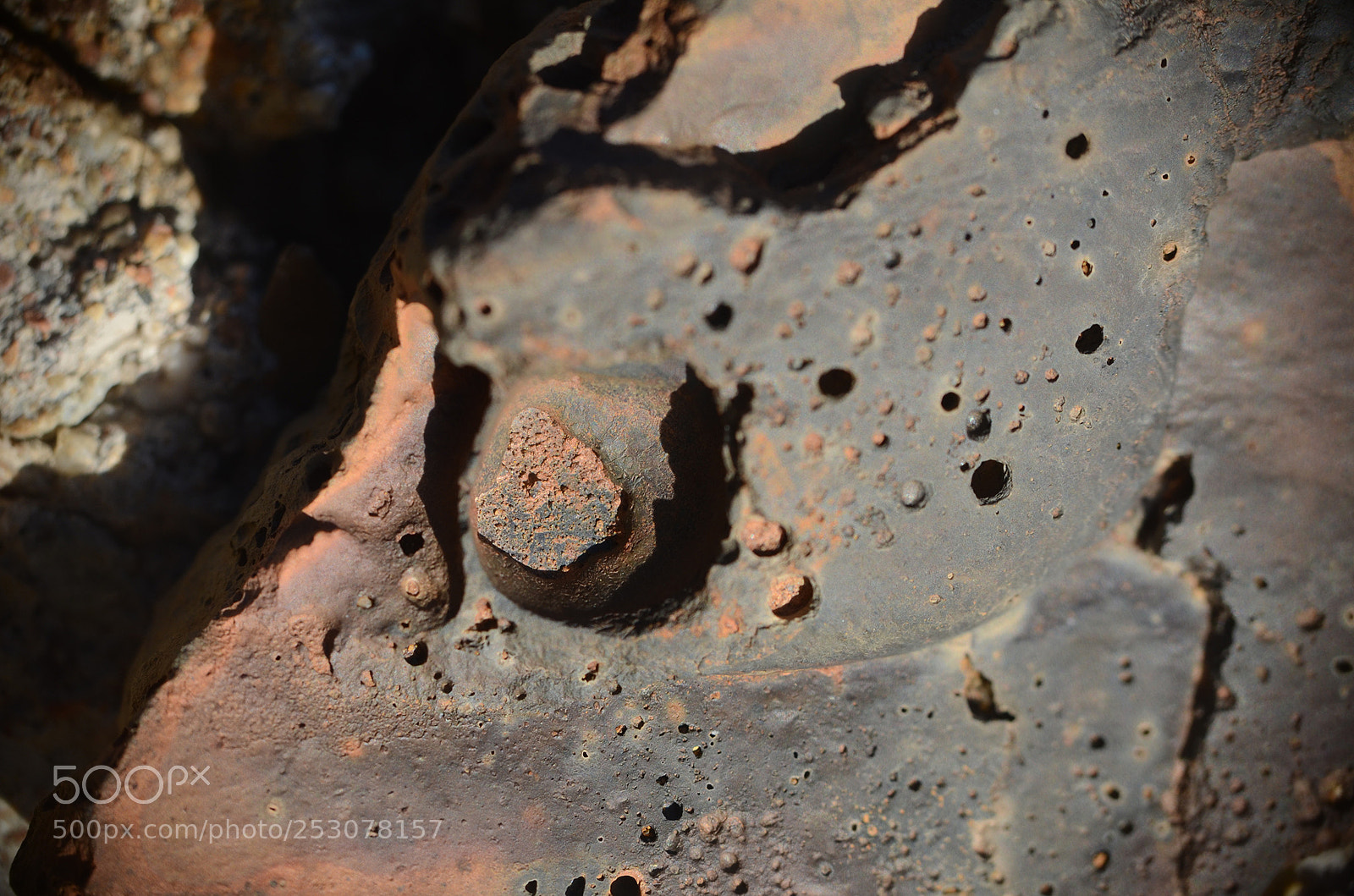 Nikon D7000 sample photo. Macro photography