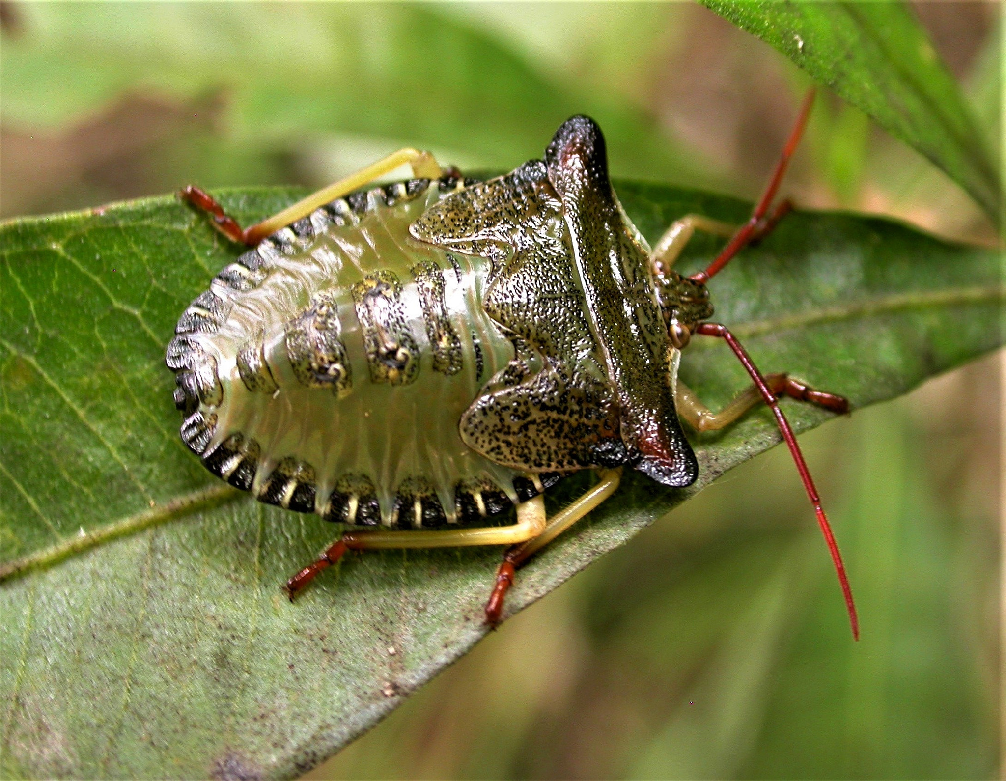 Nikon E4500 sample photo. Bugs of southern brazil photography