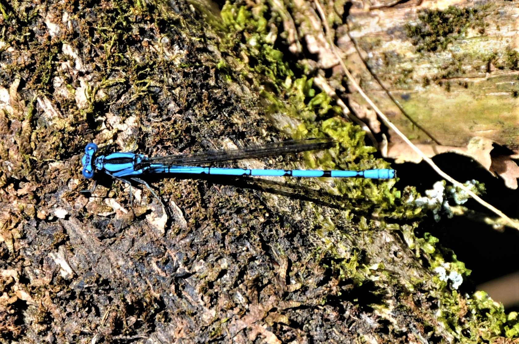 Nikon D300 sample photo. Colombia skinny dragonfly photography