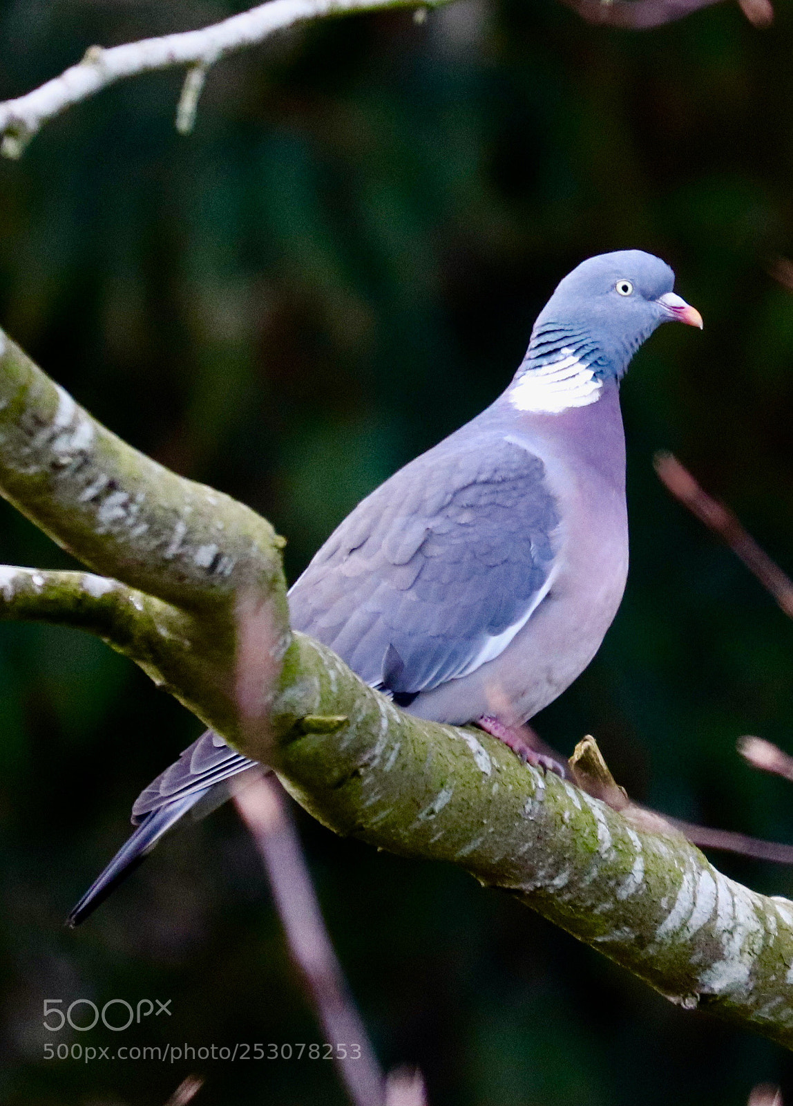 Canon EOS 800D (EOS Rebel T7i / EOS Kiss X9i) sample photo. Wood pigeon photography
