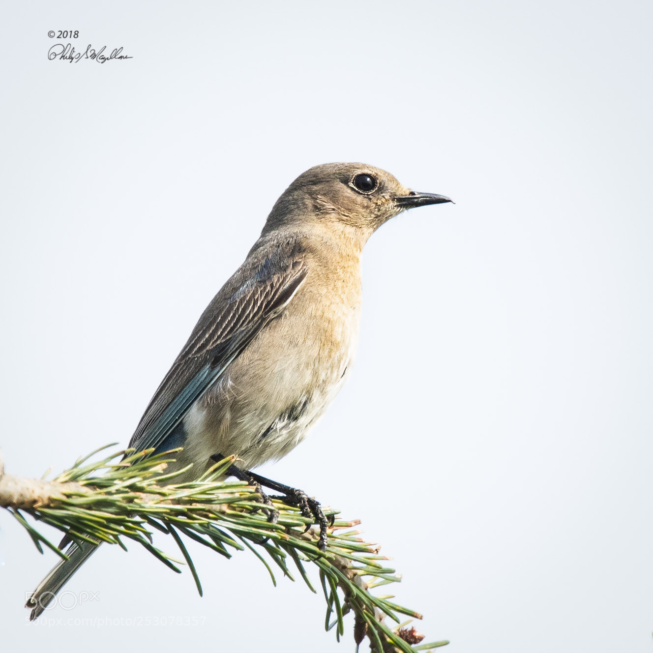 Nikon D500 sample photo. Mountain bluebird female photography
