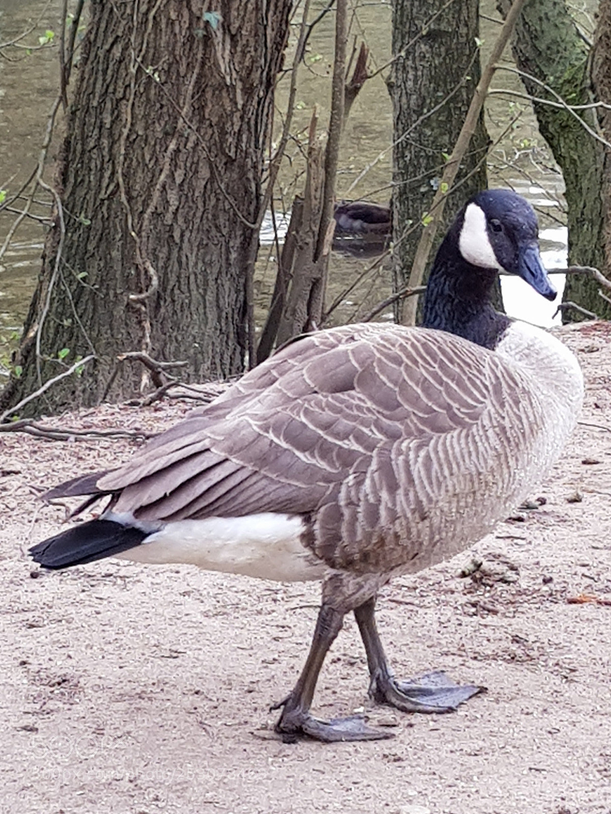 Samsung Galaxy S8+ sample photo. Untitled photography