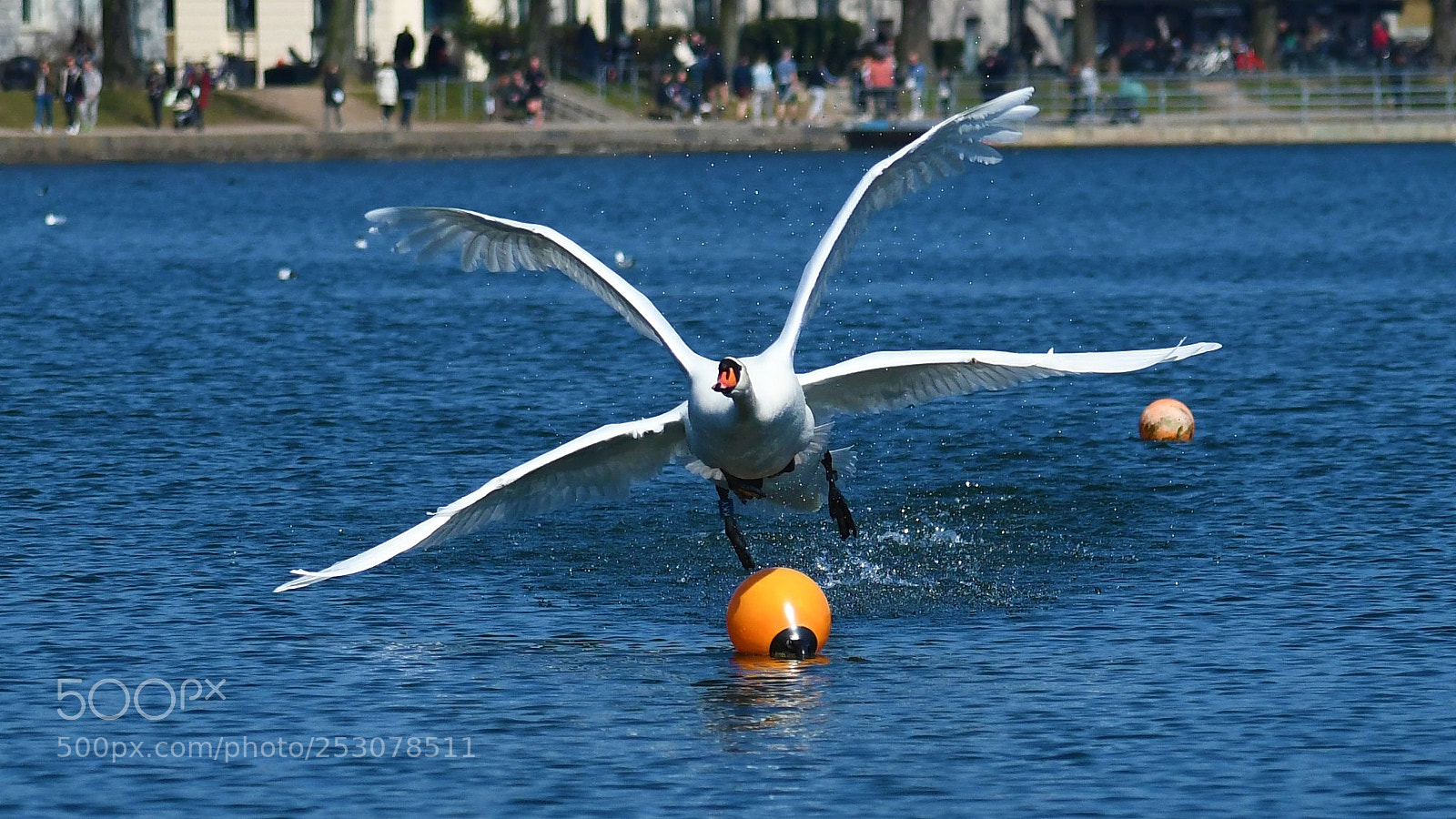 Nikon D7500 sample photo. A four-winged swan ;-) photography
