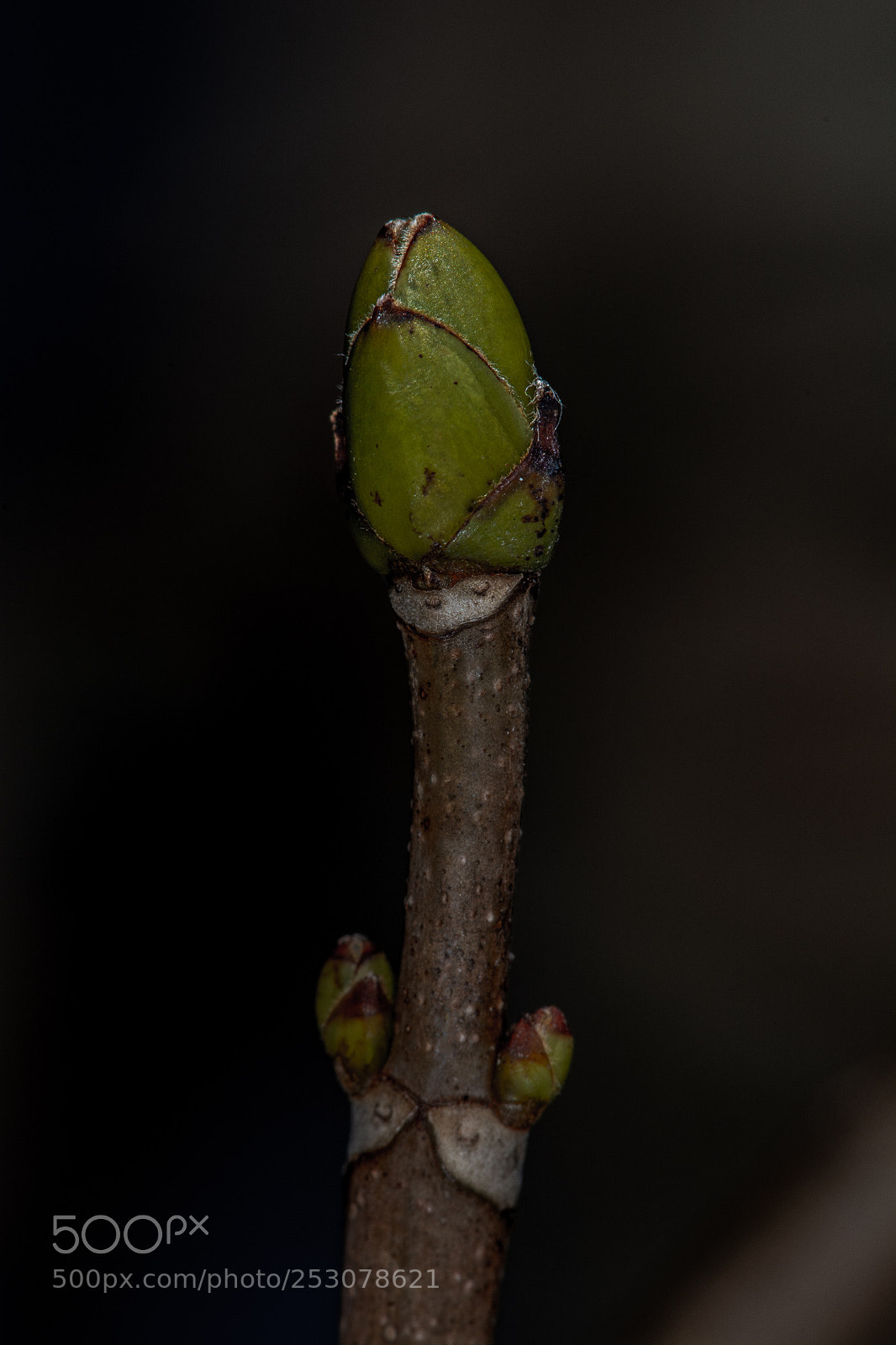 Nikon D7100 sample photo. Day 748 photography