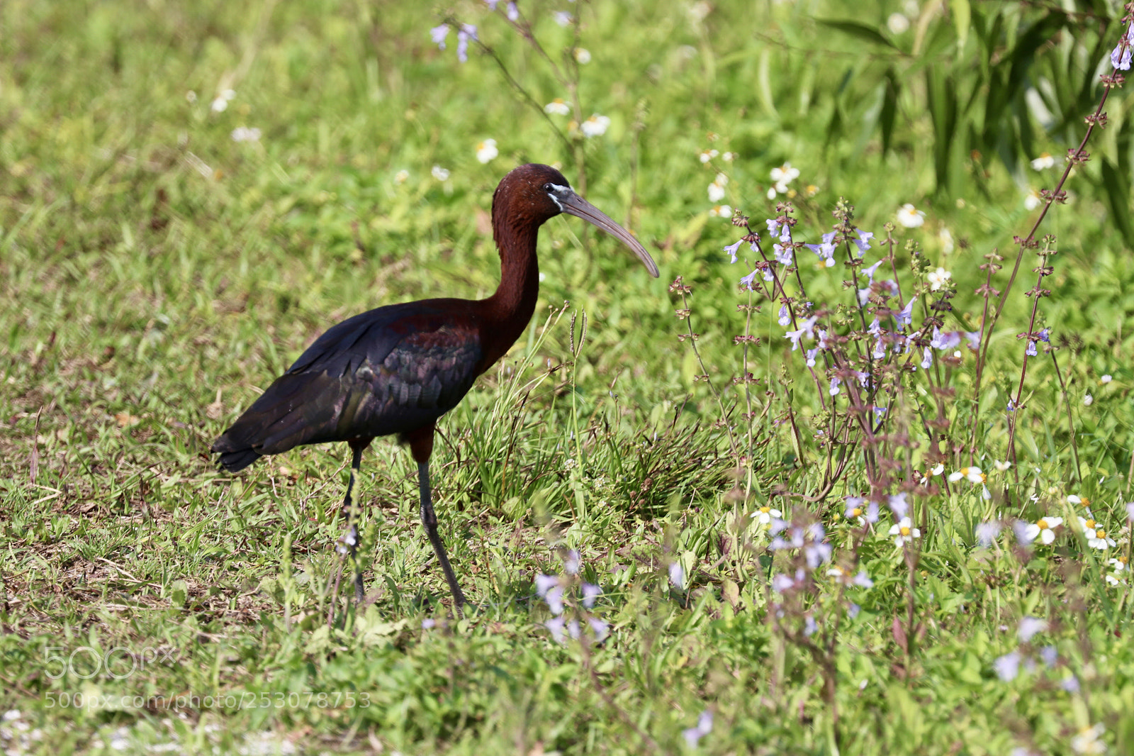 Canon EOS 80D sample photo. Glossy ibis photography